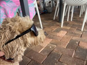 Ruff Ruff Reviews - Hideaway Bar and Bistrom, Great Keppel Island - Ralpoh in sunglassess
