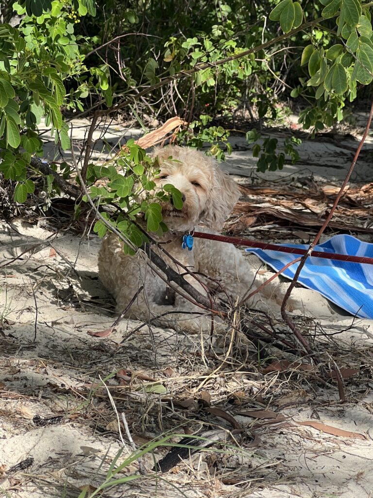 Ruff Ruff Reviews - Putney Beach, Great Keppel Island - Ralph resting in shad
