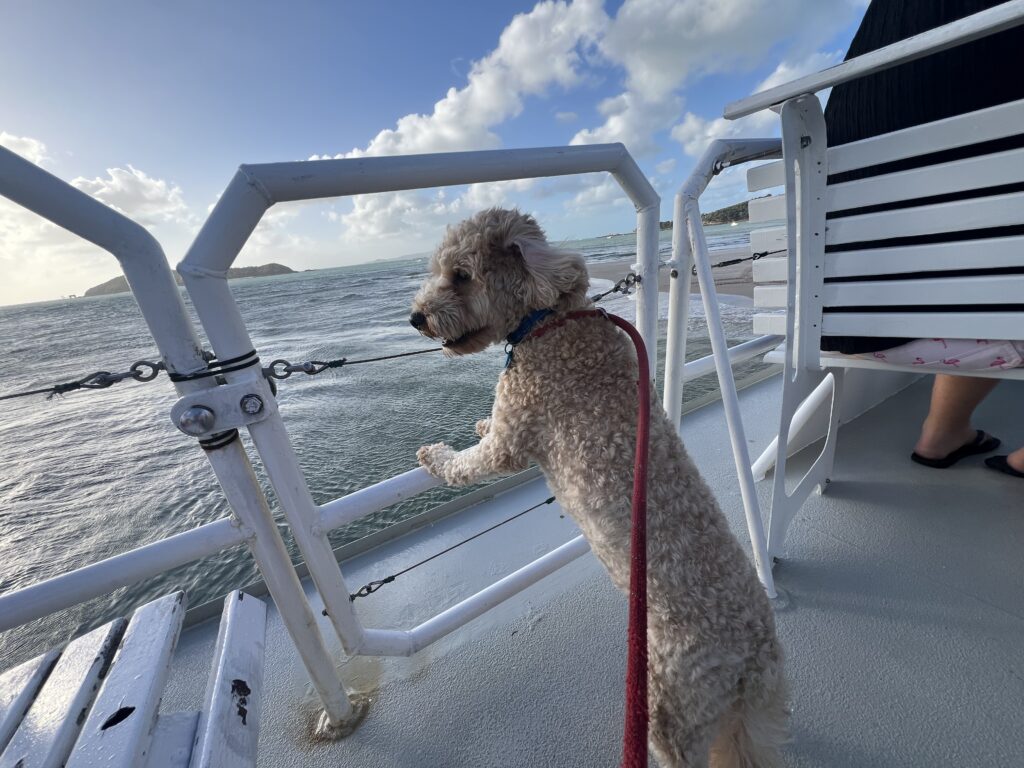Ruff Ruff Reviews - Keppel Konnections, Yeppoon - Ralph on a boat