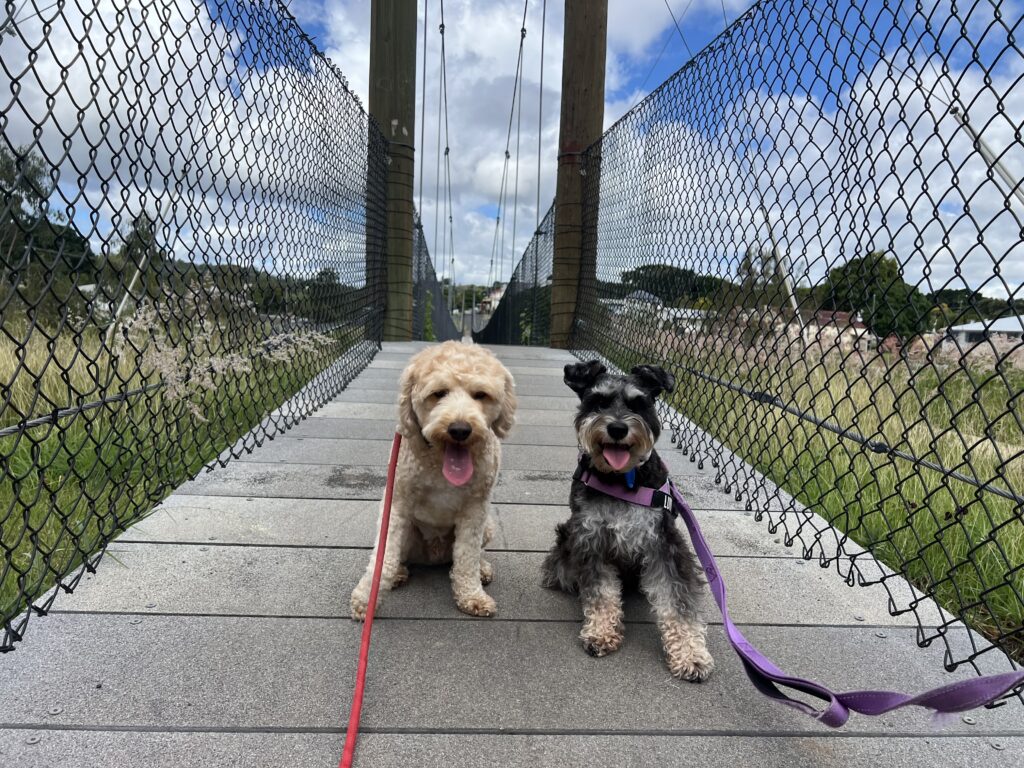 Ruff Ruff Reviews - Mount Morgan - Dog-Friendly - Suspension Bridge - Ralph and Luna sitting at bridge