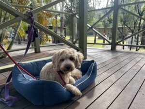 Ruff Ruff Reviews - Cania Gorge Tourist Retreat - Dog-Friendly Cabins and Campground - Ralph sitting outside cabin