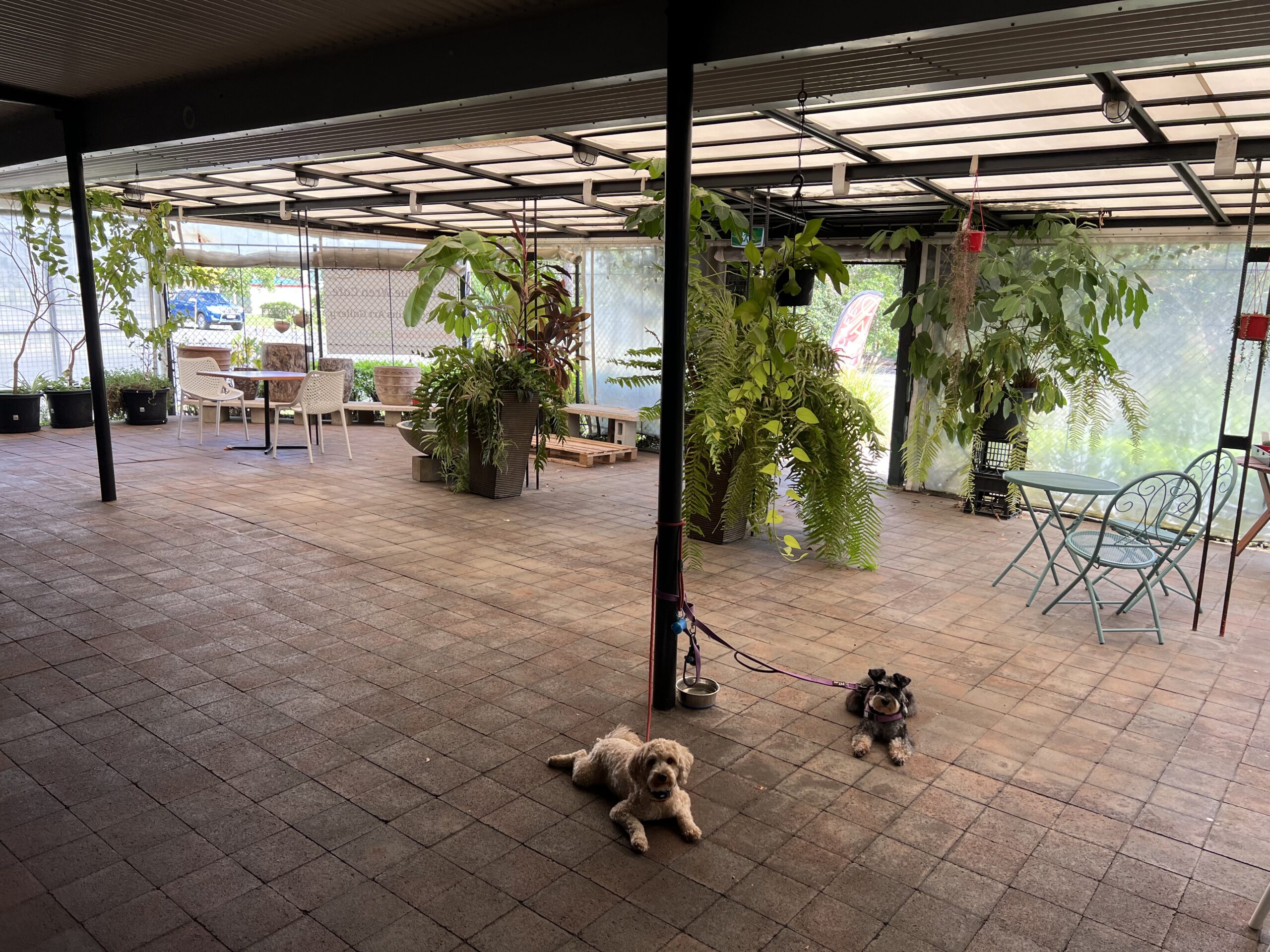 Ruff Ruff Reviews - The Little Blue Wren 2.0 Cafe - Monto - Garden Area - Ralph and Luna chilling