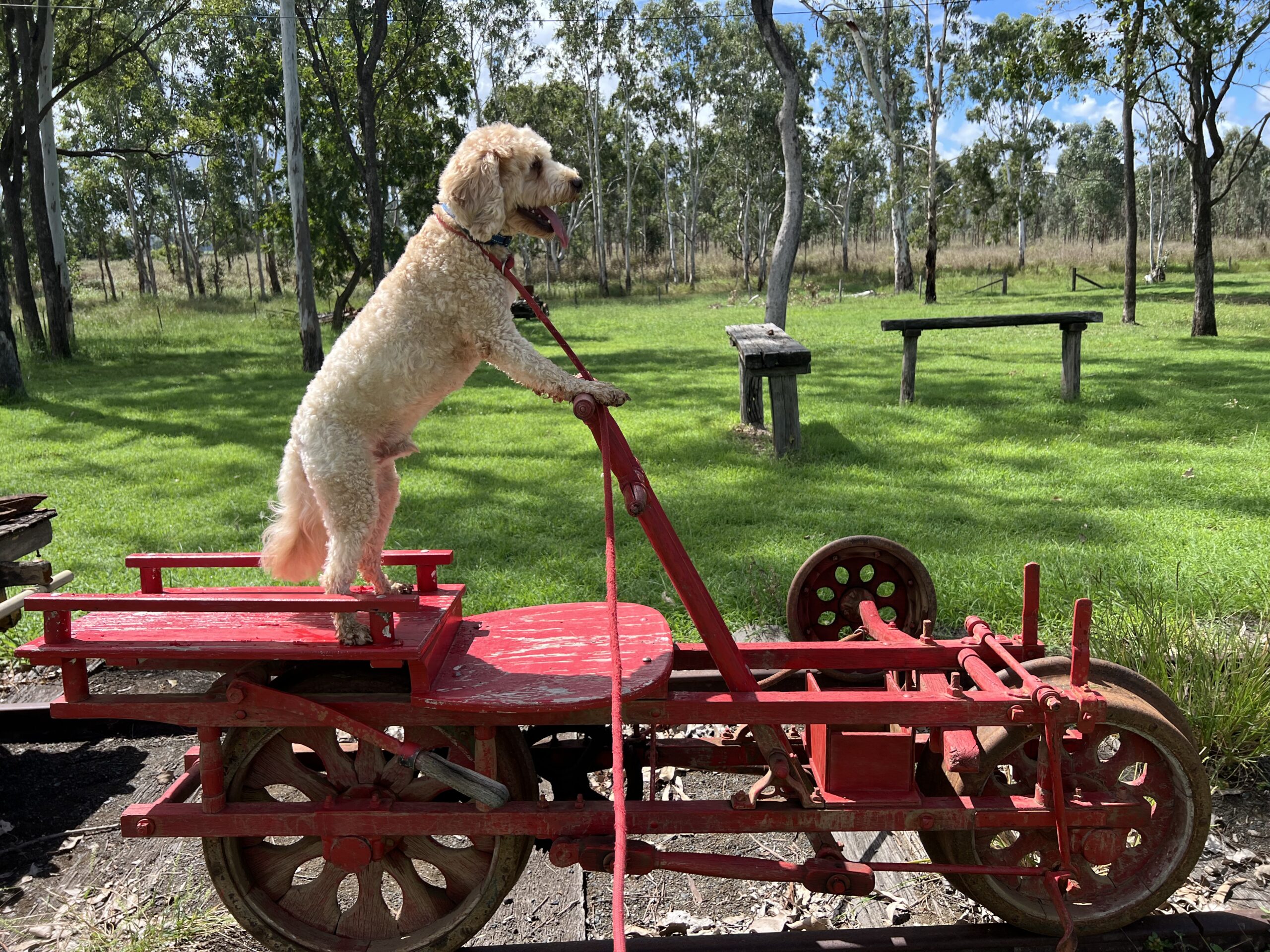 Ruff Ruff Reviews - Monto - Ralph driving old cart