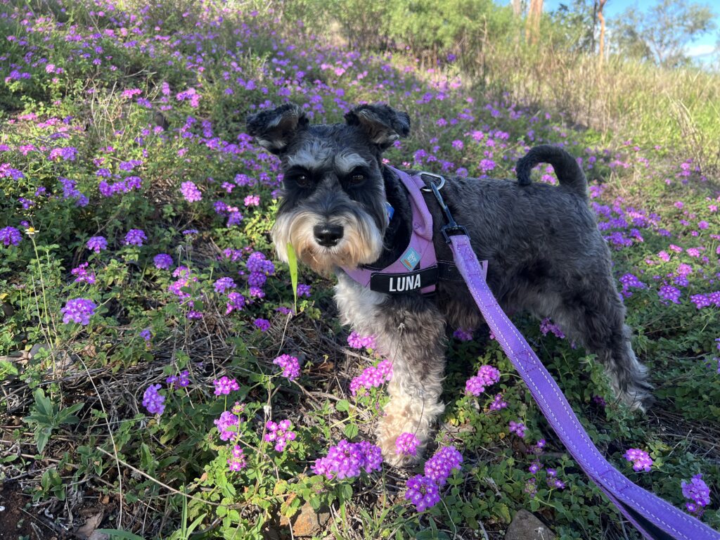 Ruff Ruff Reviews - Archer's Lookout - Gayndah - Luna in purple flowers