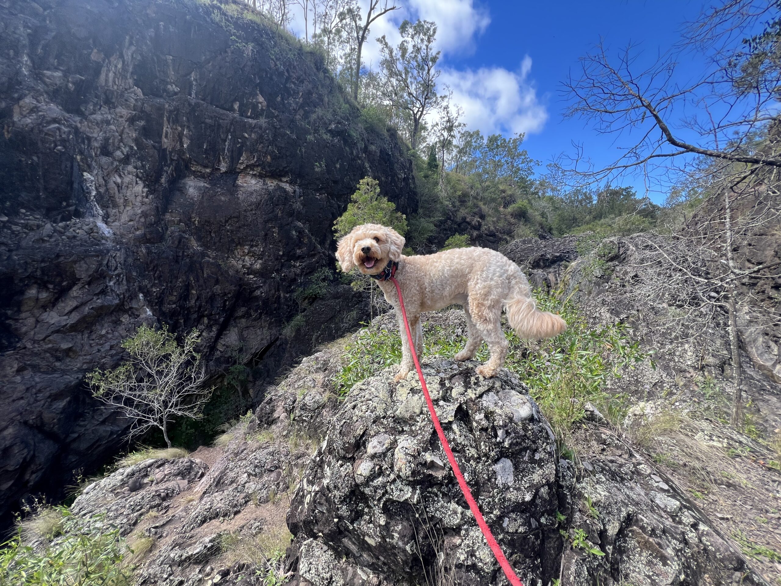 Ruff Ruff Reviews - Kinbombi Falls, Gayndah - Ralph on rocks