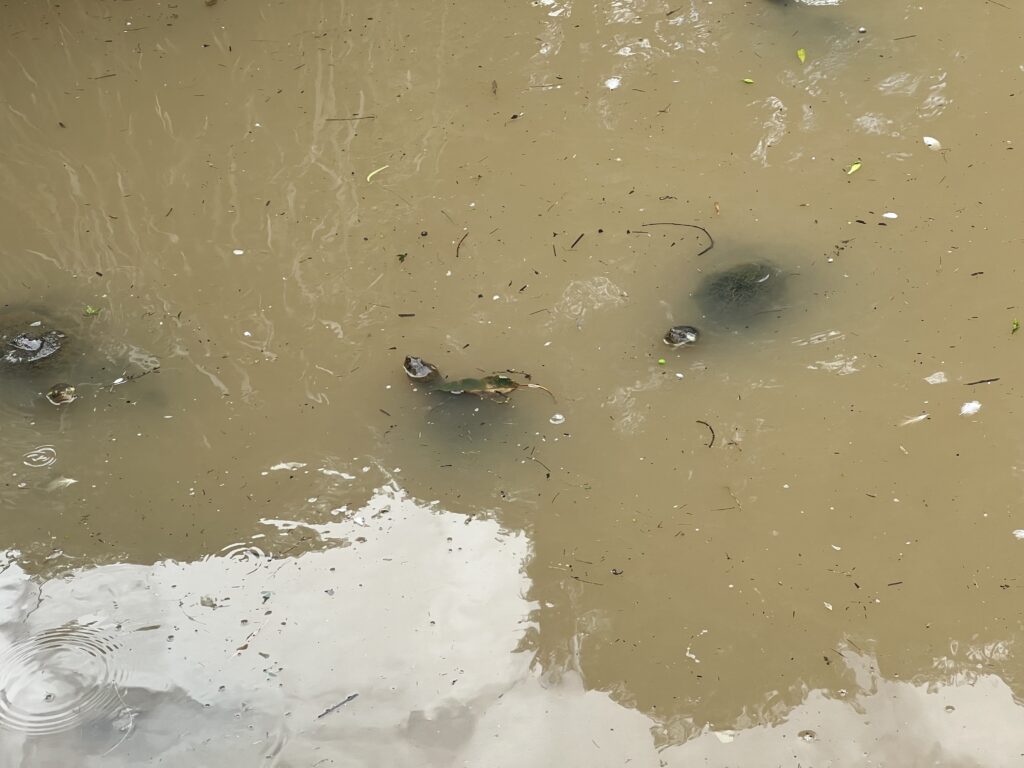Ruff Ruff Reviews - Lake Alford Recreation Area, Gympie - Turtles