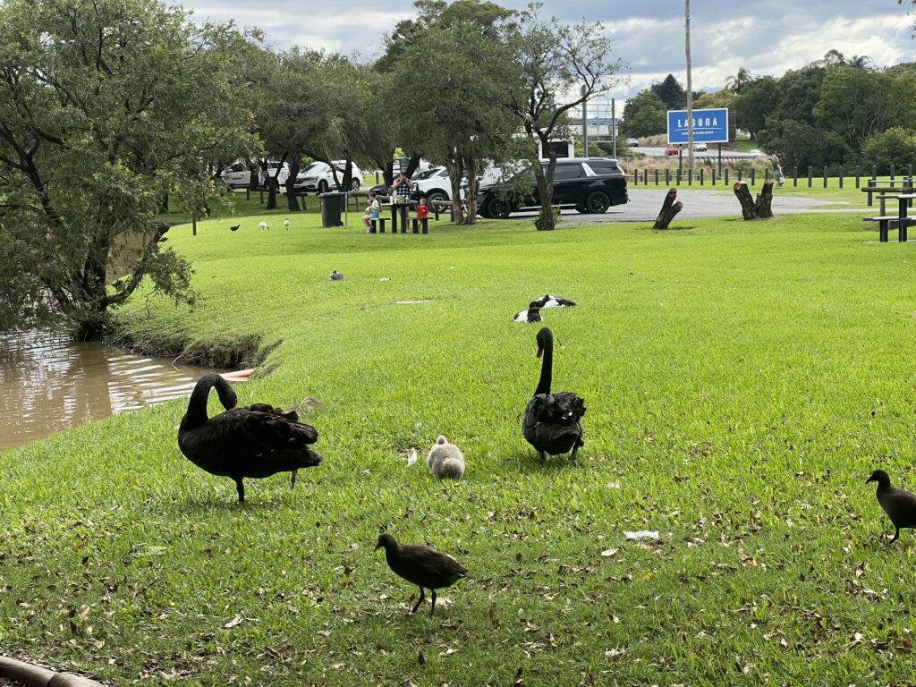 Ruff Ruff Reviews - Lake Alford Recreation Area, Gympie - Geese