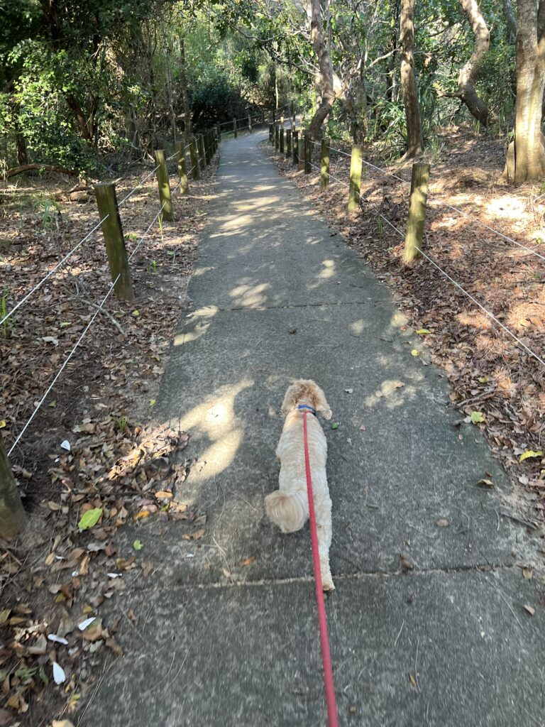 Ruff Ruff Reviews - Bokarina Beach, Bokarina, Sunshine Coast - Ralph on path