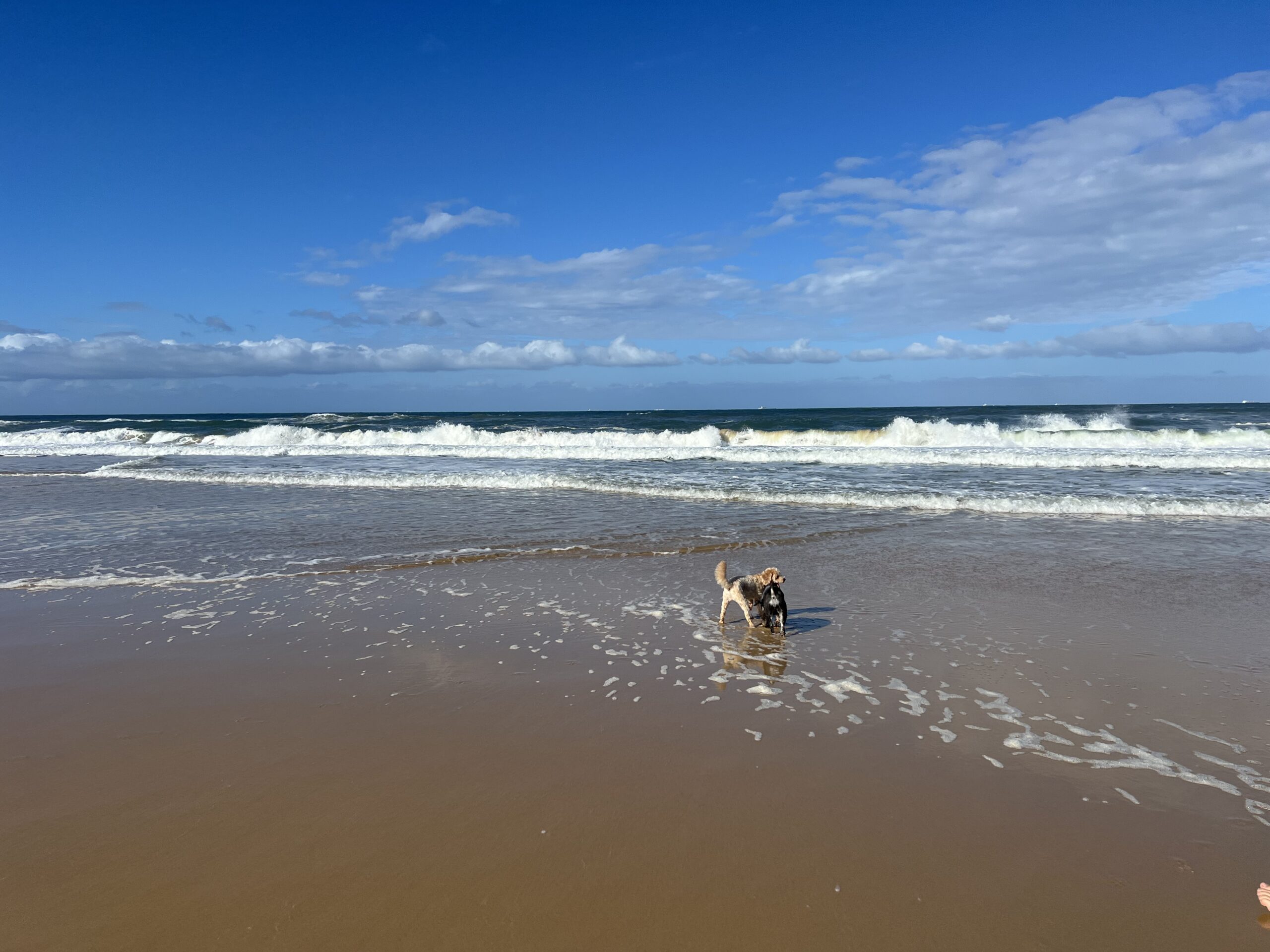 Ruff Ruff Reviews - Bokarina Beach, Bokarina, Sunshine Coast - Ralph running in the ocean