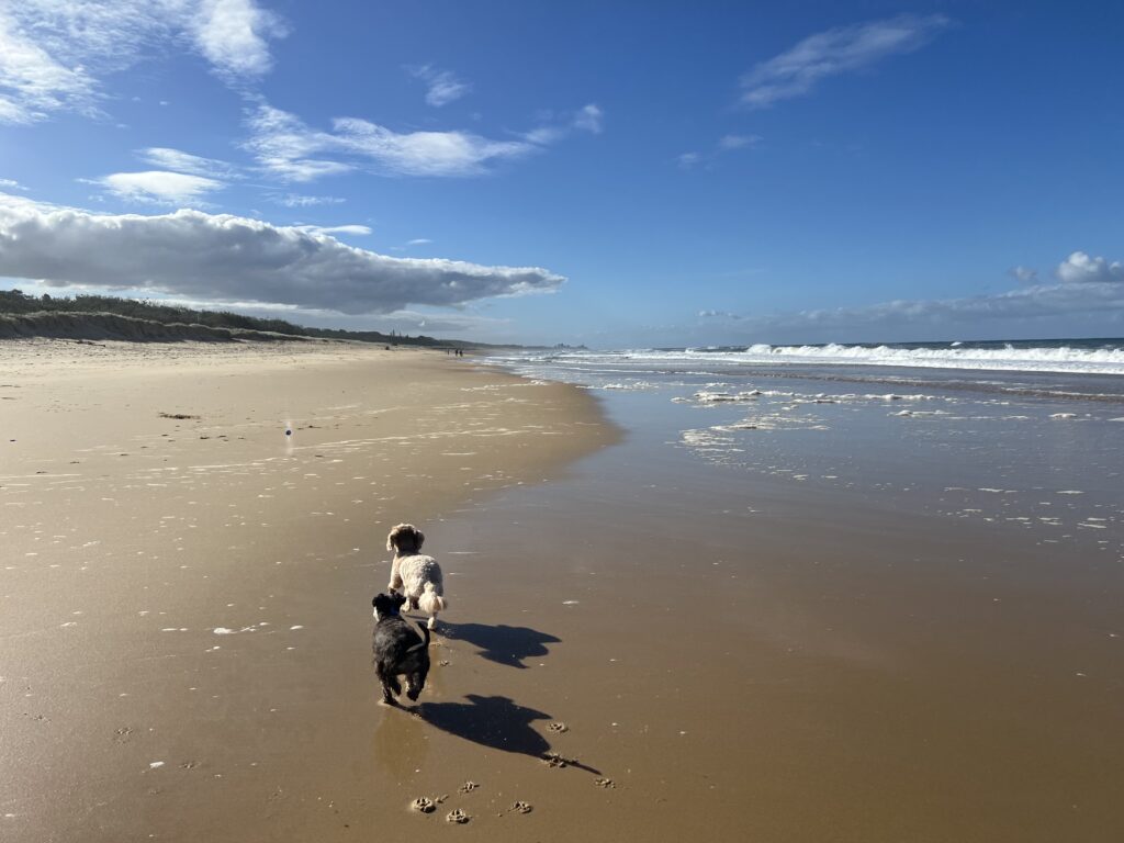 Ruff Ruff Reviews - Bokarina Beach, Bokarina, Sunshine Coast - Ralph and Luna playing