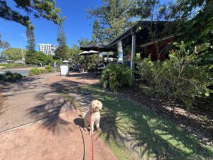 Ruff Ruff Reviews - Little Sister Eatery, Golden Beach - Dog-Friendly Cafe - Ralph sitting outside