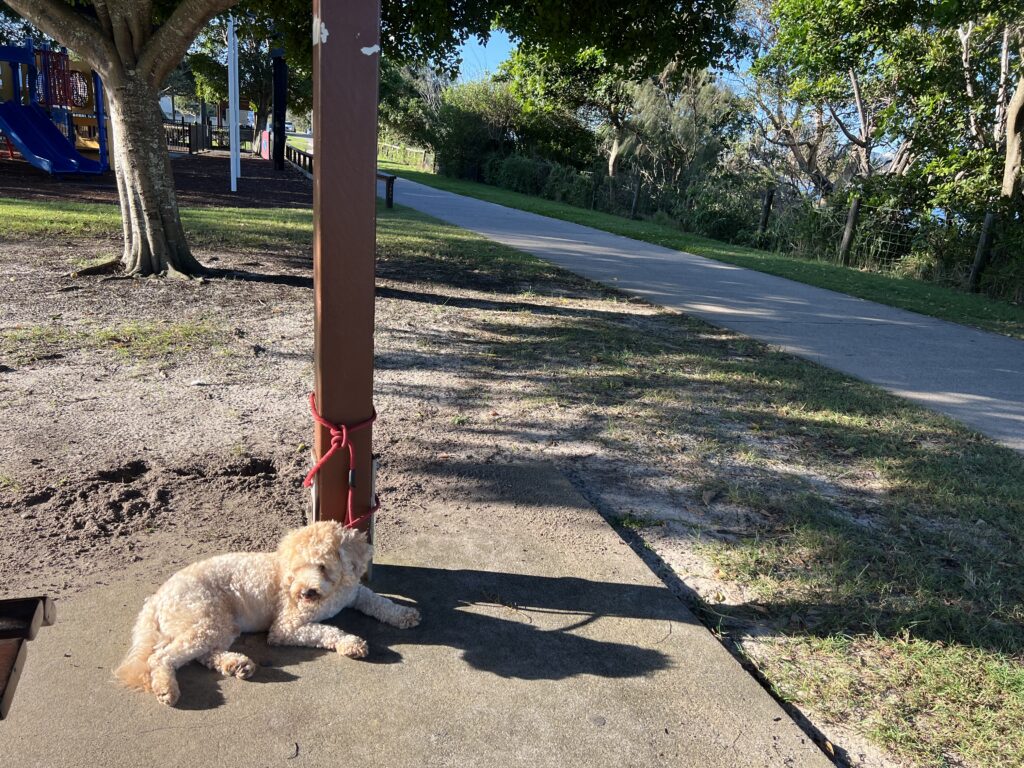 Ruff Ruff Reviews - Golden Beach Esplanade, Caloundra - Ralph sitting in sun