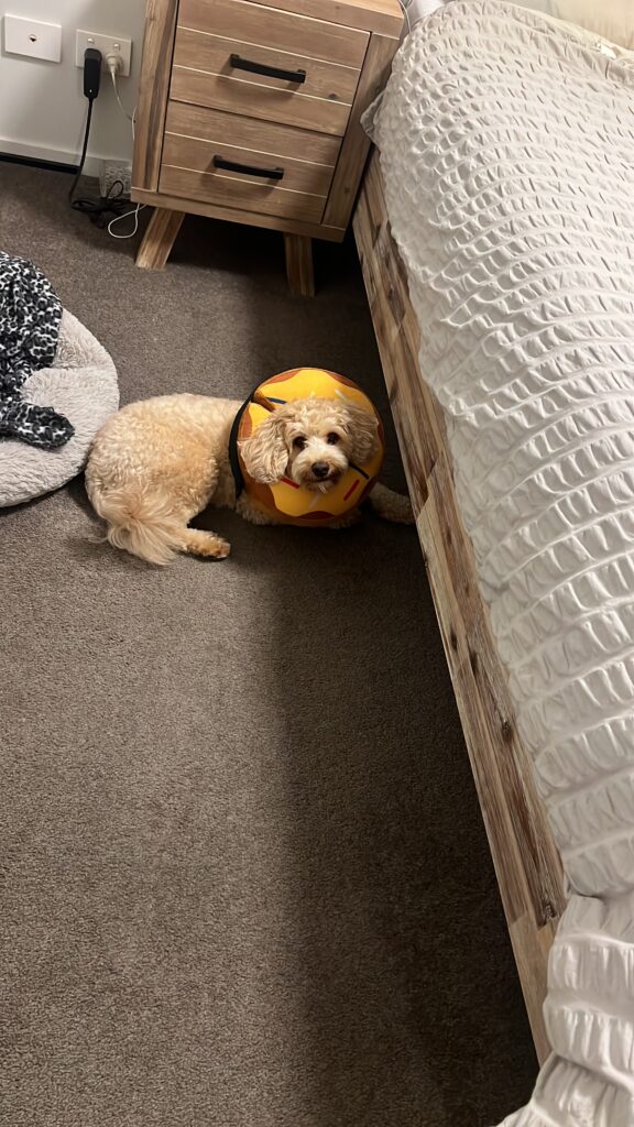 Ruff Ruff Reviews - Inflatable Donut Cone - Ralph looking pleased with himself