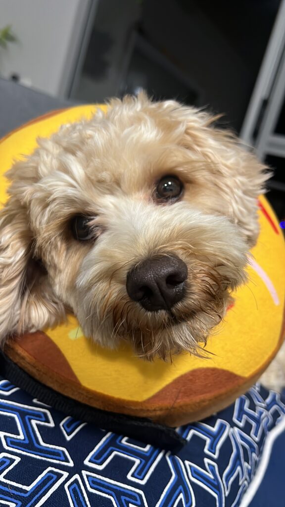 Ruff Ruff Reviews - Inflatable Donut Cone - Ralph looking pleased with himself