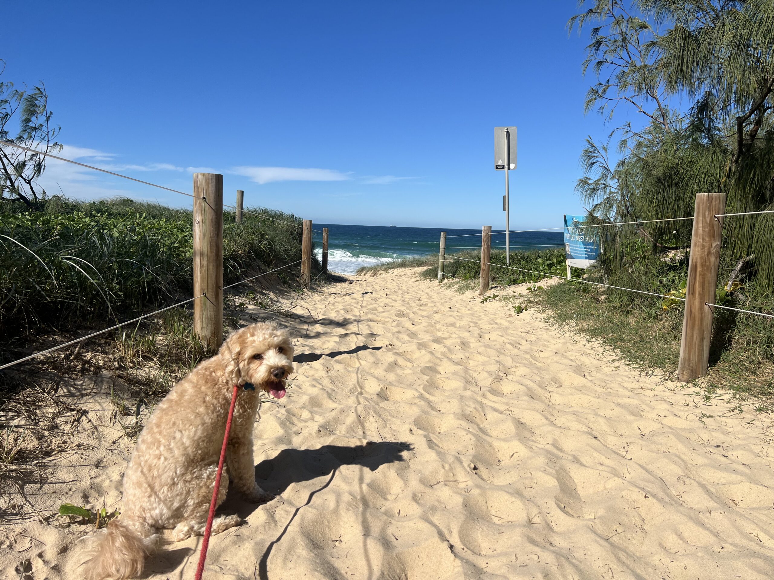 Ruff Ruff Reviews - Point Cartwright Beach - Dog-Friendly Beach - Ralph at entrance of beach