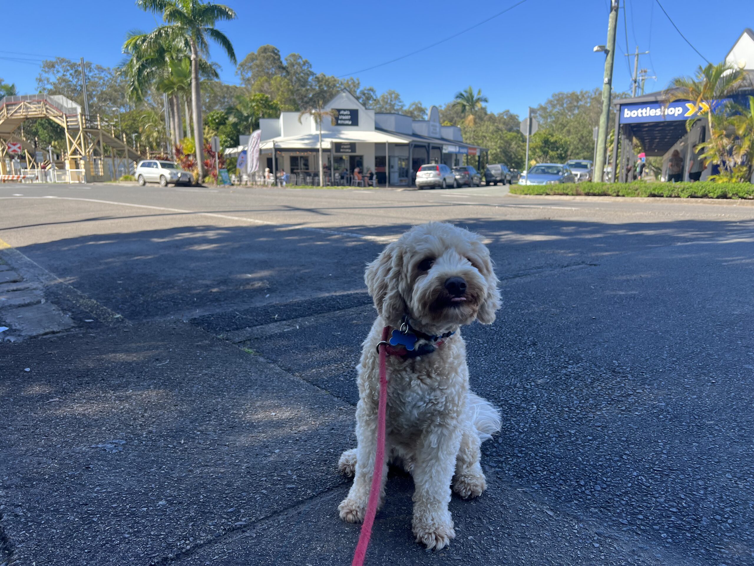 Ruff Ruff Reviews - Jones Street Kitchen, Mooloolah Valley - Ralph sitting across from Cafe