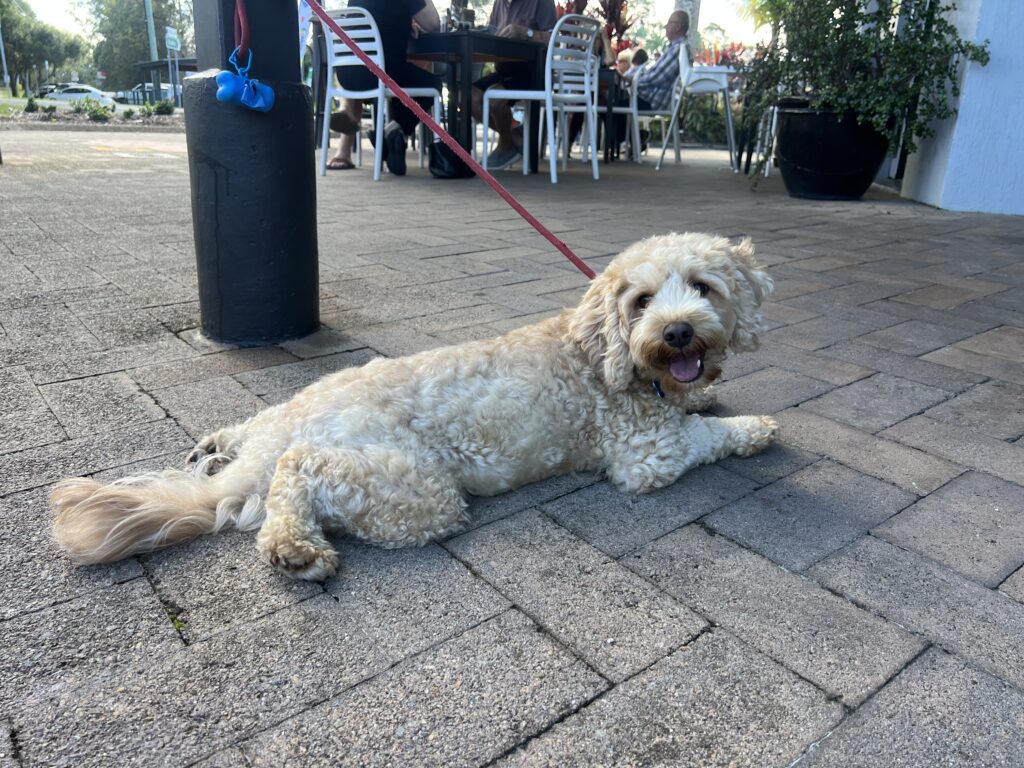 Ruff Ruff Reviews - Jones Street Kitchen, Mooloolah Valley - Ralph relaxing