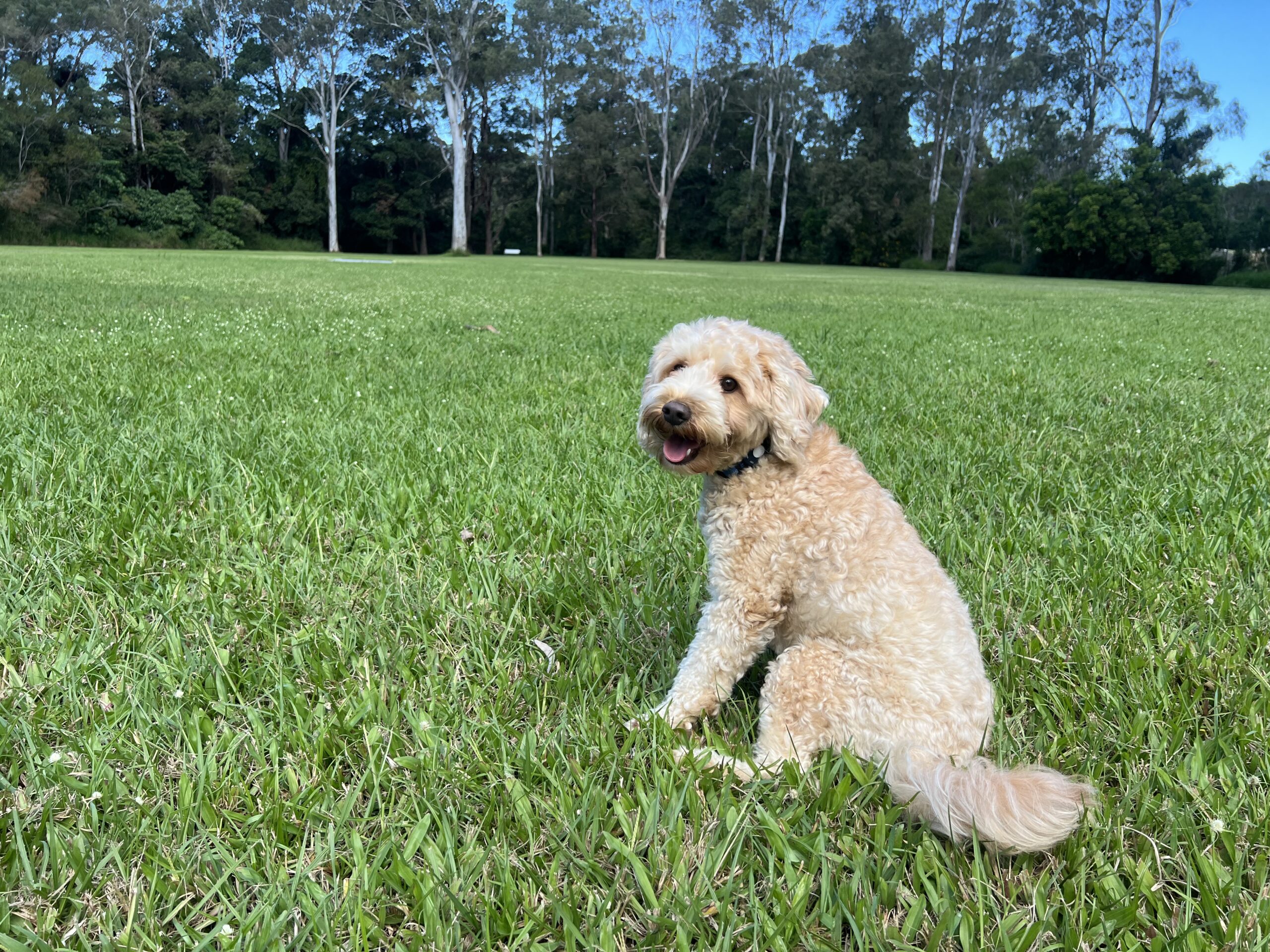 Ruff Ruff Reviews - Mooloolah Recreation Reserve, Mooloolah Valley - dog-friendly park - Ralph sitting ready to run