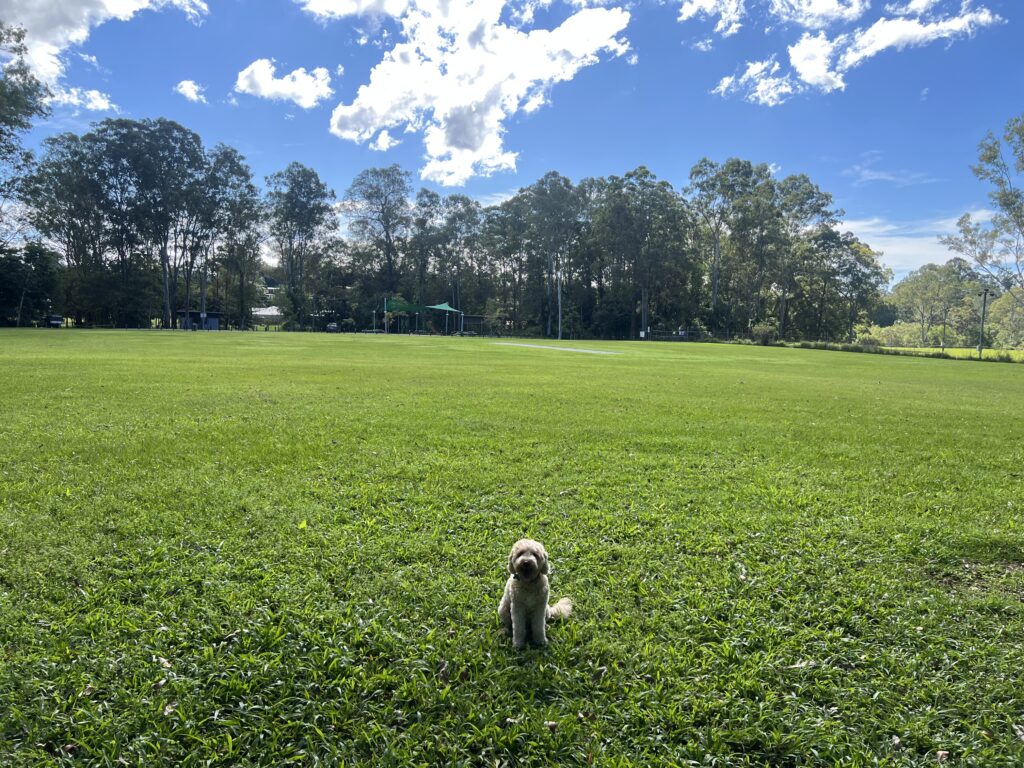 Ruff Ruff Reviews - Mooloolah Recreation Reserve, Mooloolah Valley - dog-friendly park - Ralph sitting ready to run