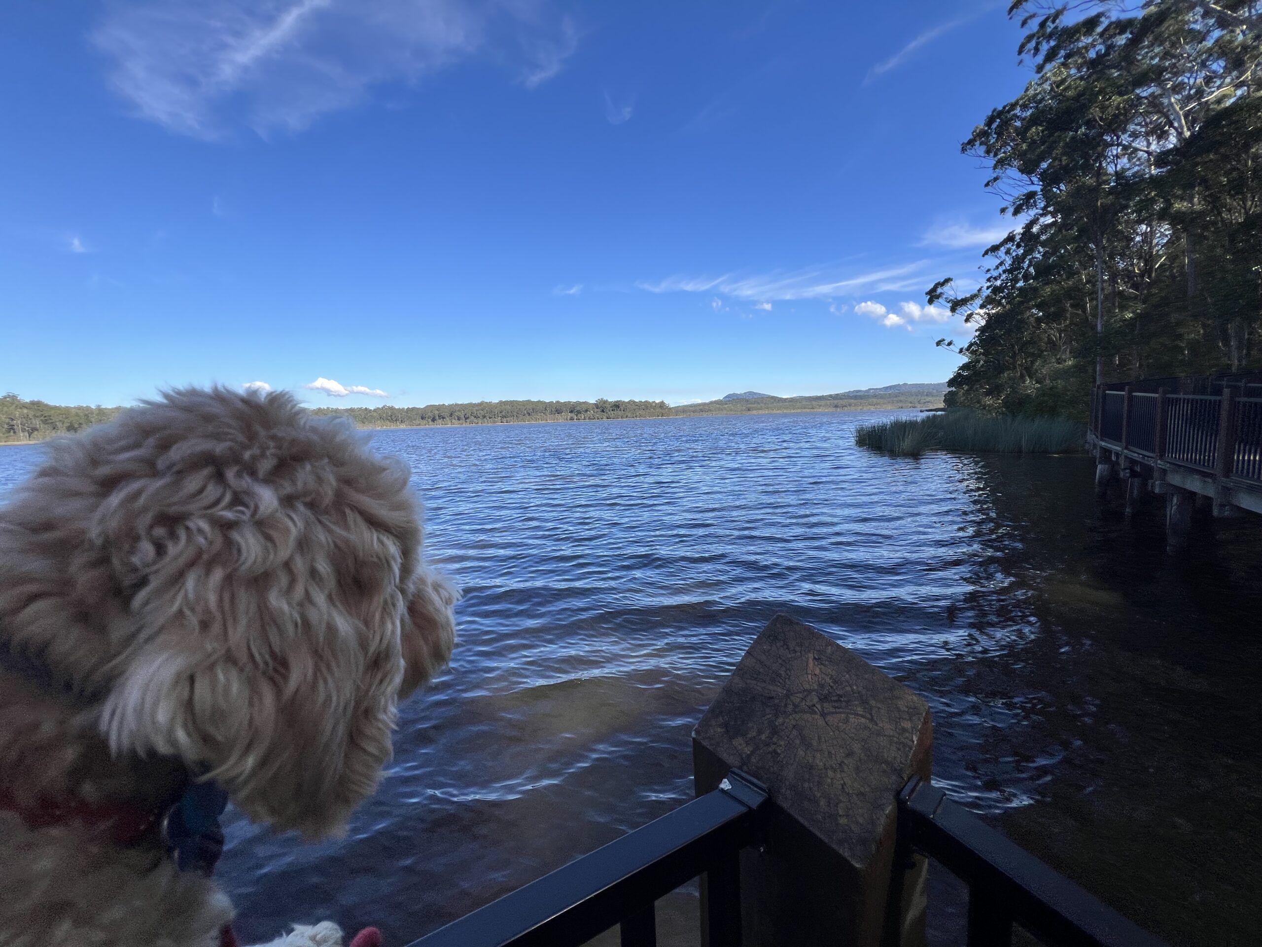 Ruff Ruff Reviews - Ewen Maddock Dam and Park - Dog-Friendly - Ralph looking over lake