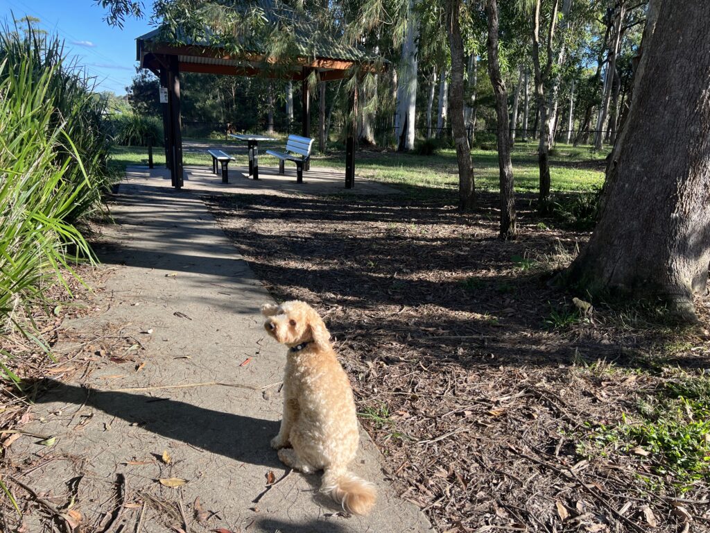 Ruff Ruff Reviews - Landsborough Dog Park - Off-Leash - Ralph ready to explore