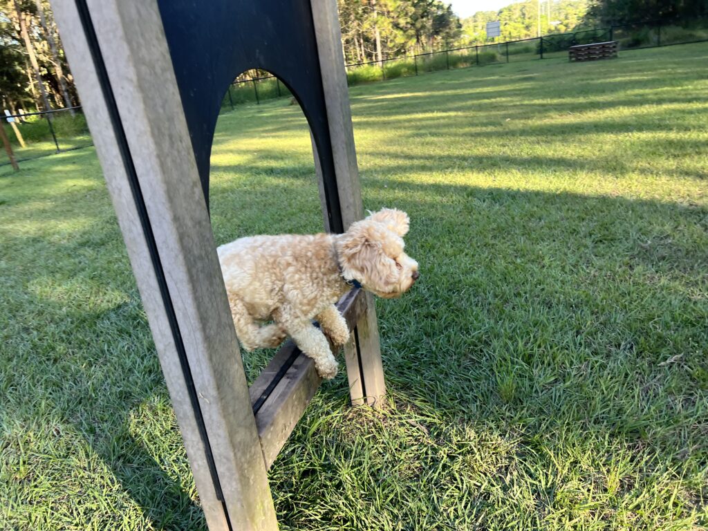 Ruff Ruff Reviews - Landsborough Dog Park - Off-Leash - Ralph jumping