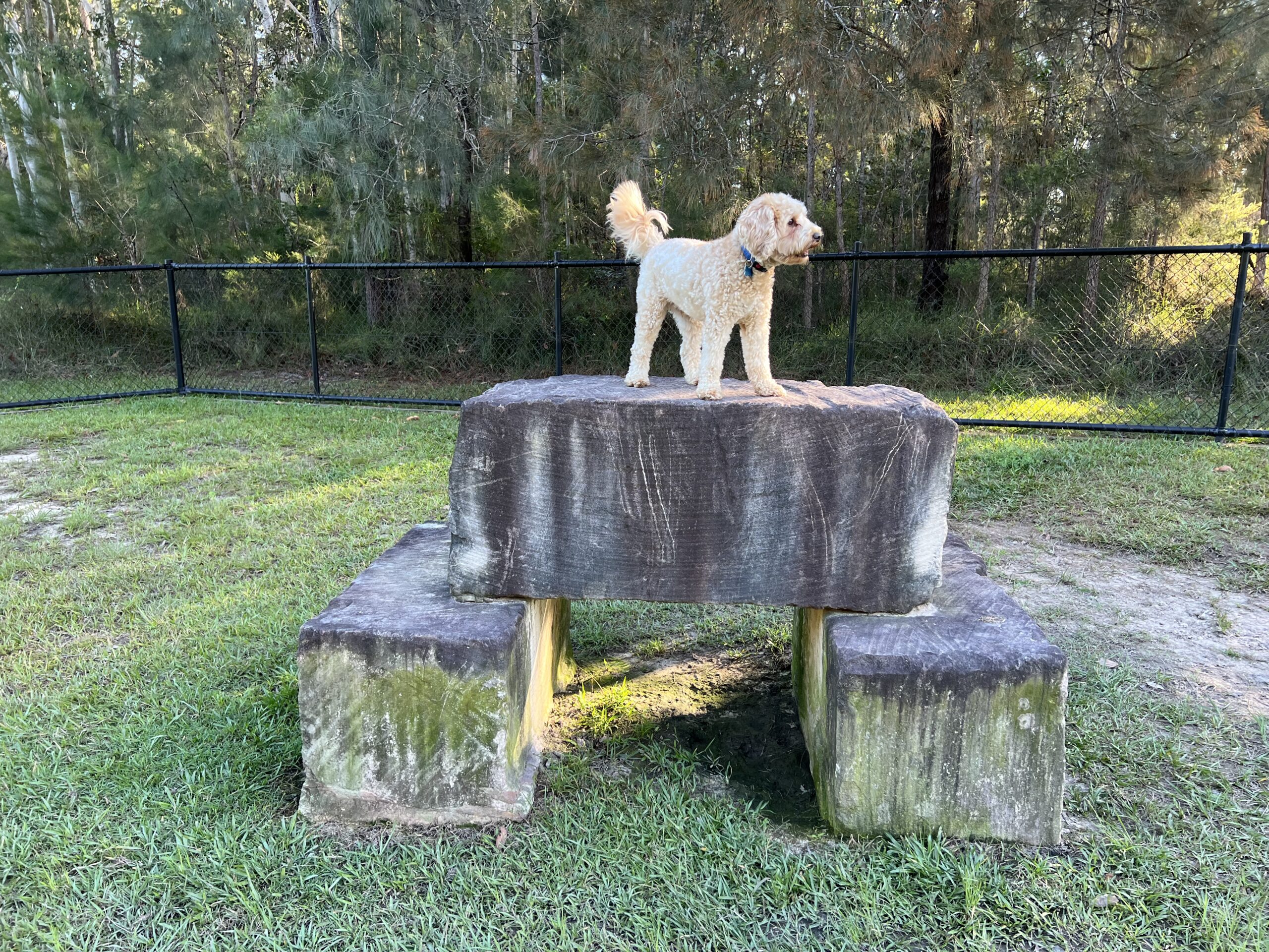 Ruff Ruff Reviews - Landsborough Dog Park - Off-Leash - Ralph on agility equipment