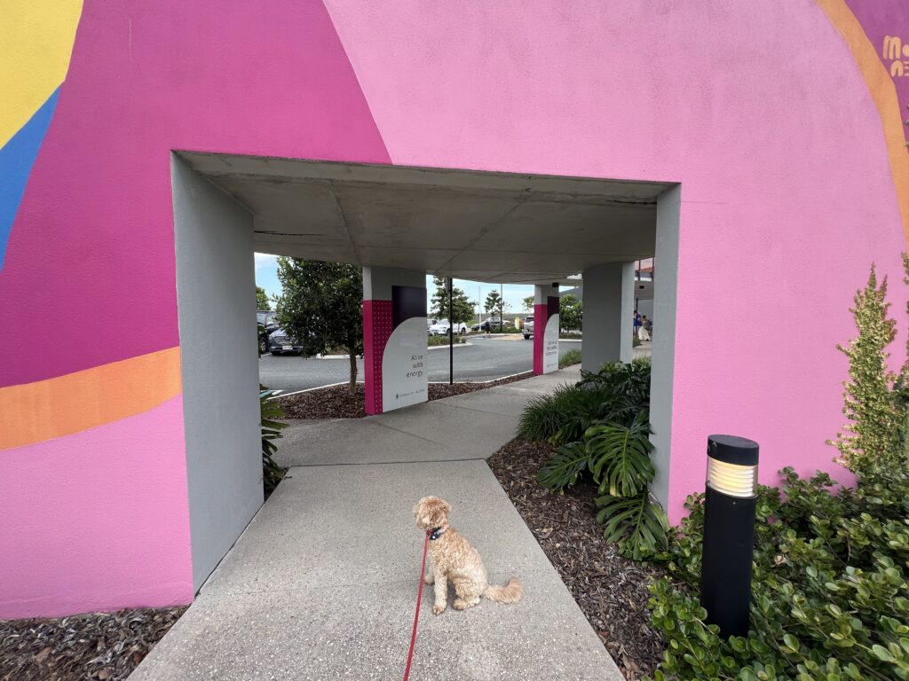Ruff Ruff Reviews - Mummy's Cafe, Bells Creek Aura - Ralph surrounded by colour