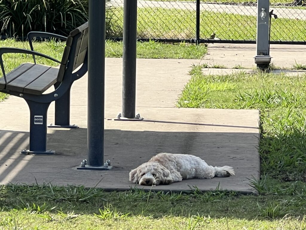 Ruff Ruff Reviews - Baringa Forest Dog Park - Ralph sleeping