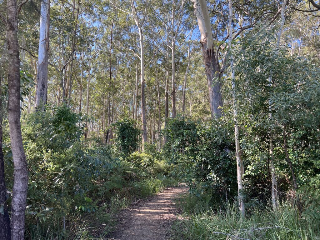 Ruff Ruff Reviews - Baringa Forest Dog Park - Forest