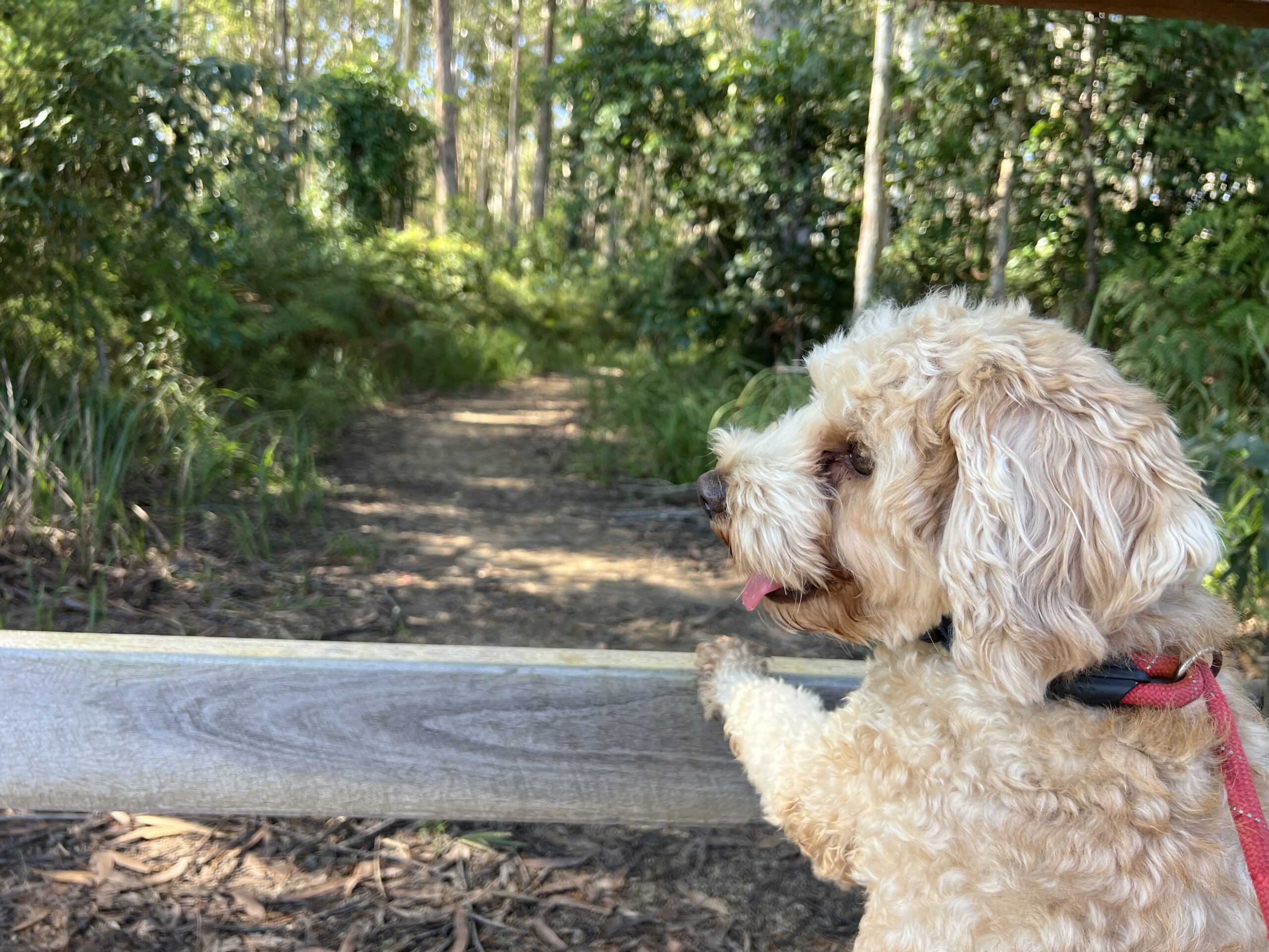 Ruff Ruff Reviews - Baringa Forest Dog Park - Ralph looking at forest
