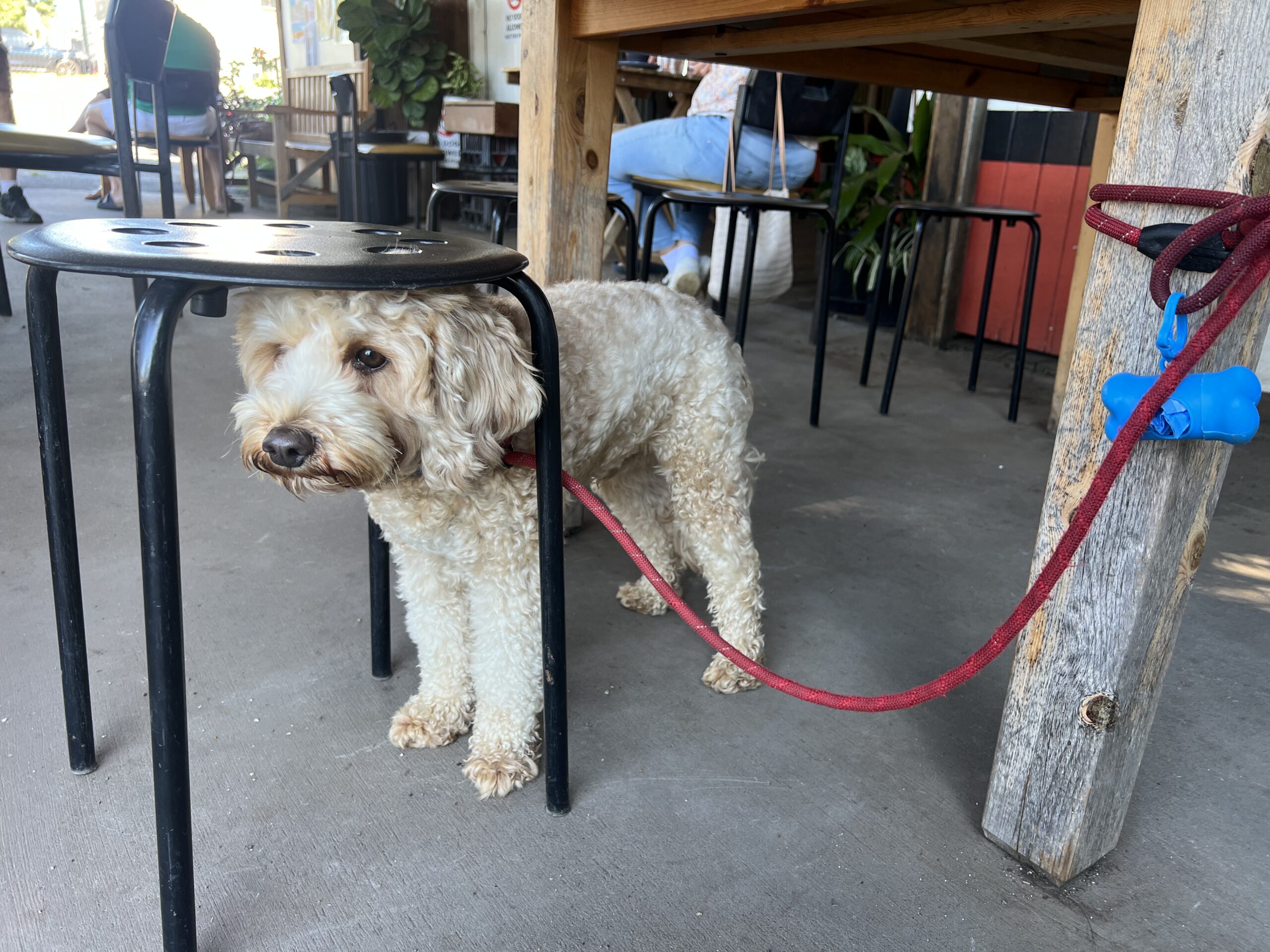 Ruff Ruff Reviews - Vandy's Garage Cafe, Buderim - Ralph under table