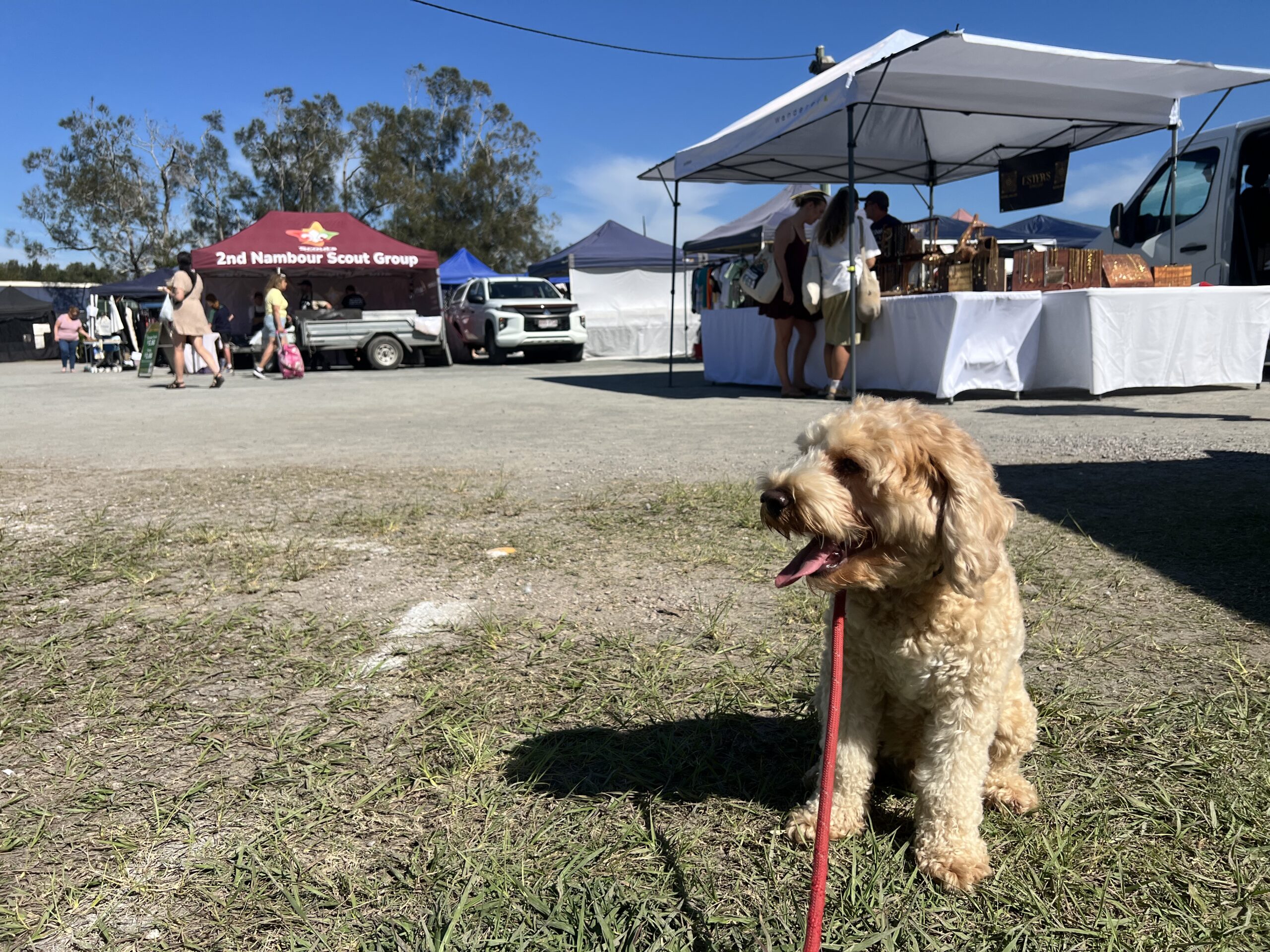 Ruff Ruff Reviews - Fishermans Road Markets, Maroochydore - Ralph sitting in sun