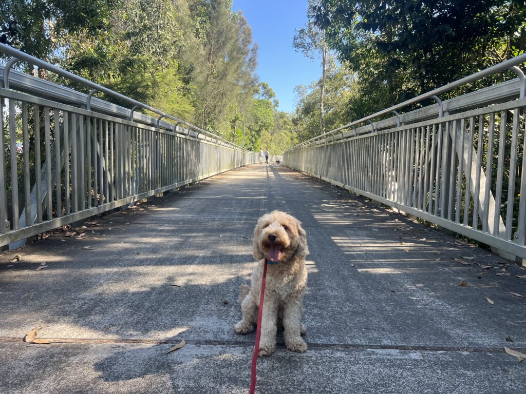 Ruff Ruff Reviews - Cod Hole Park, Maroochydore - Ralph on bridge walkway