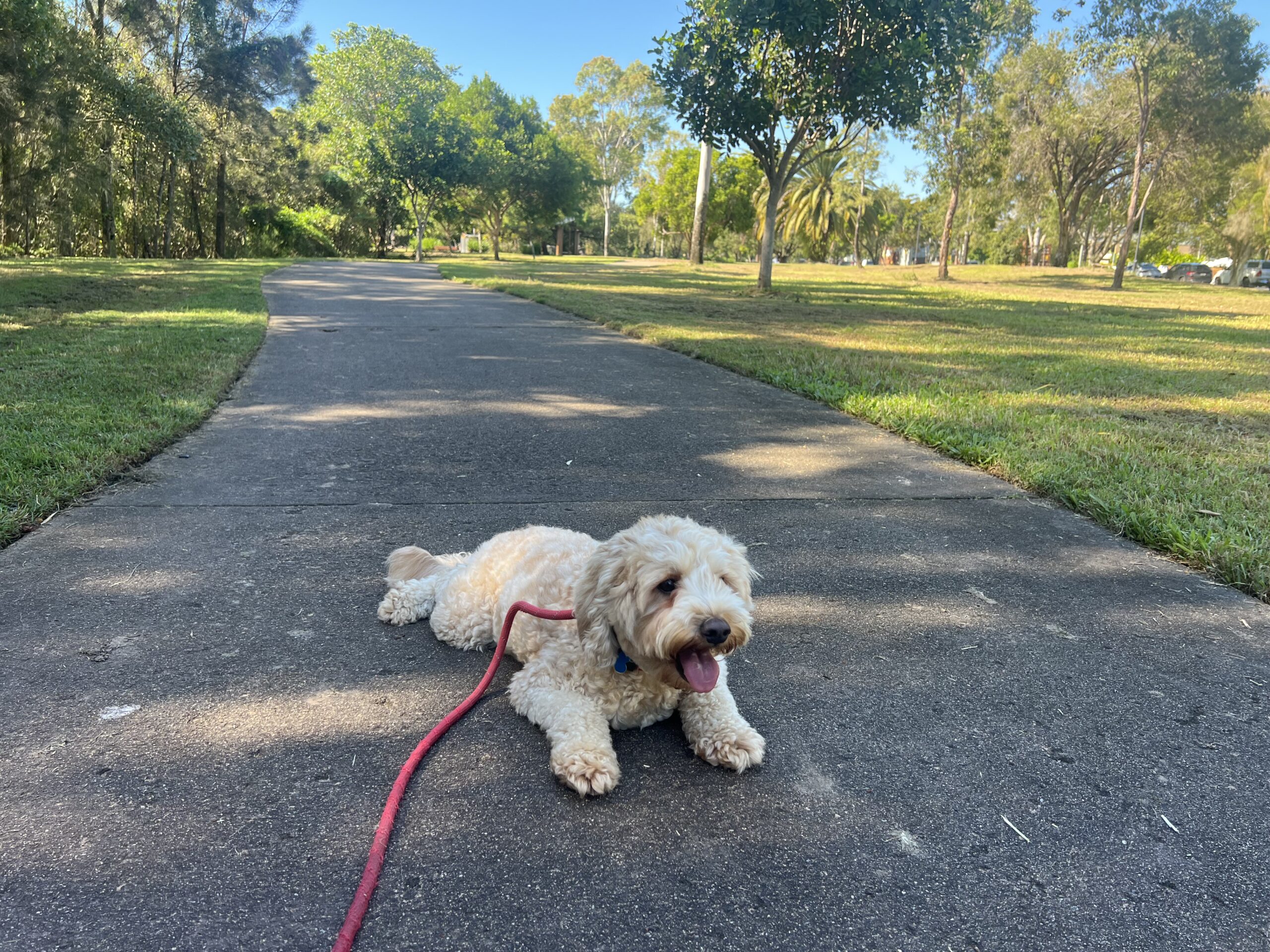 Ruff Ruff Reviews - Cod Hole Park, Maroochydore - Ralph lying down on path