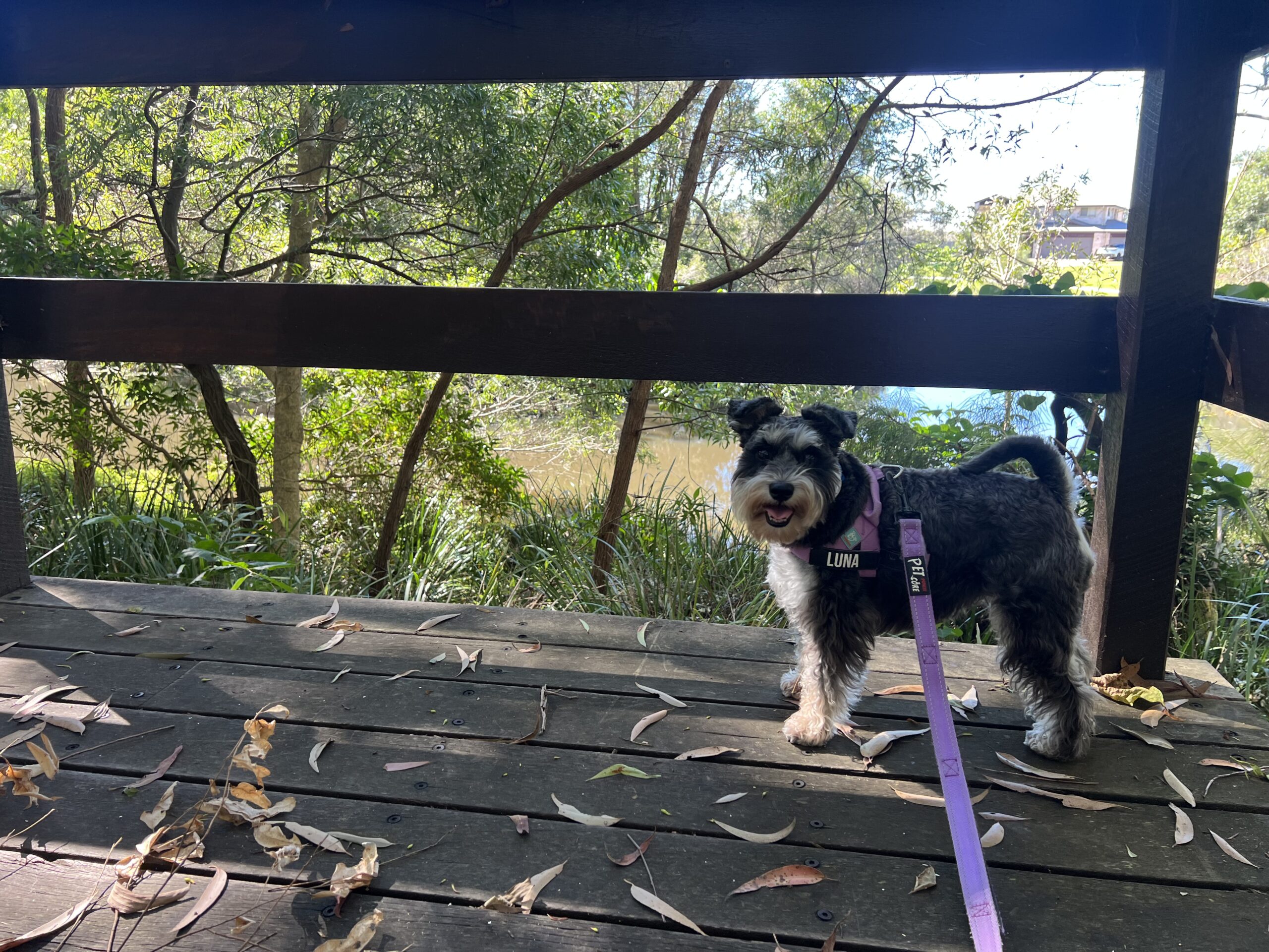 Ruff Ruff Reviews - Ivadale Lakes, Little Mountain -Luna inspecting pathway
