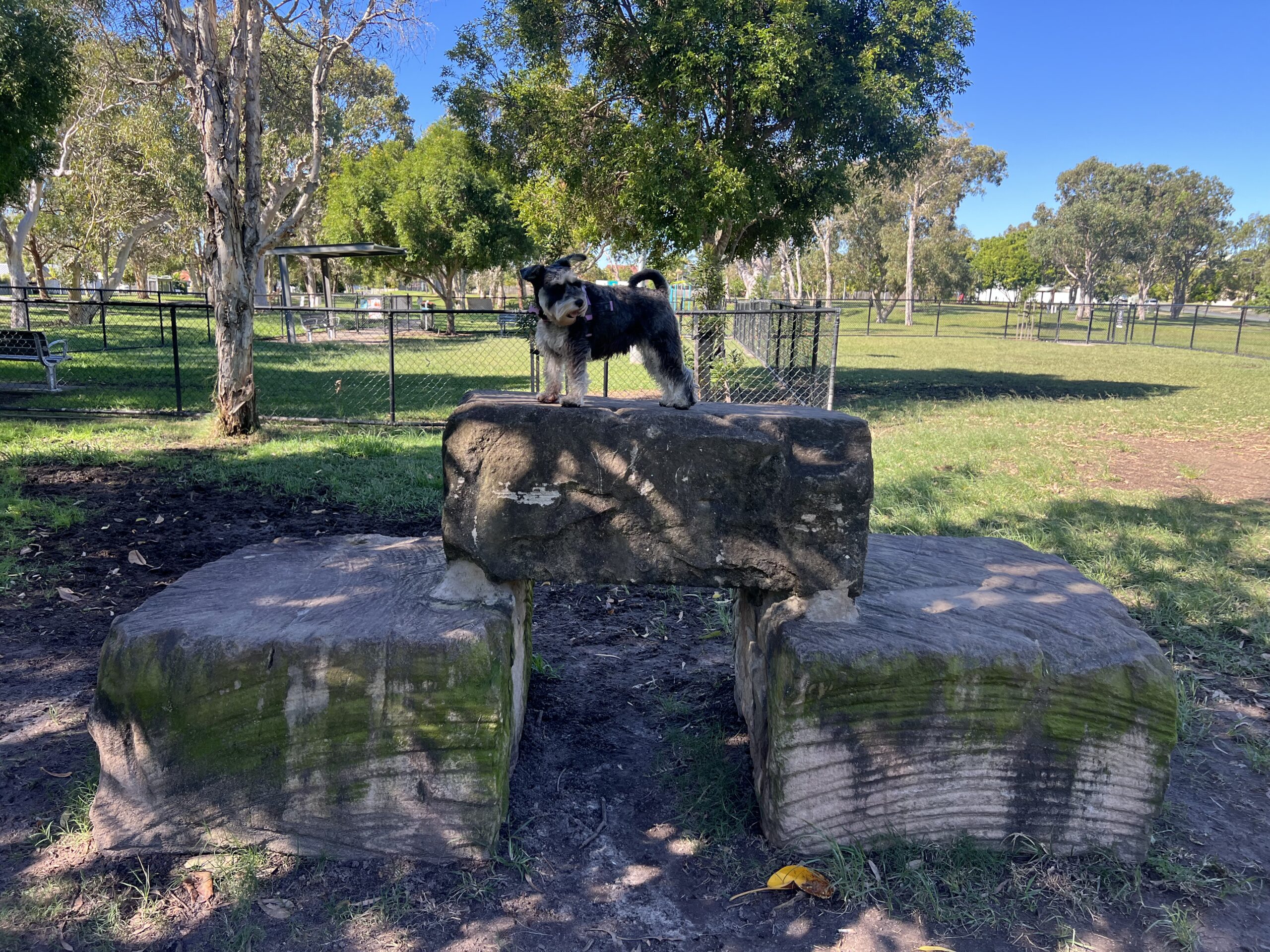 Ruff Ruff Reviews - Ridgehaven Dog Park - Luna on rock feature