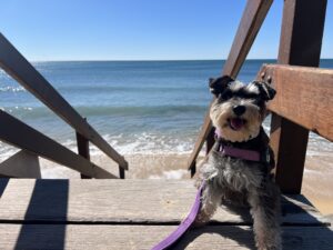 Ruff Ruff reviews - Moffat Beach Park, Moffat Beach Caloundra - Luna sitting in the sun