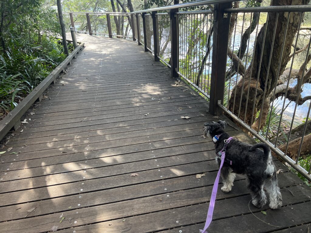 Ruff Ruff Reviews - Kingsford Smith Parade Foreshore - Luna on boardwalk