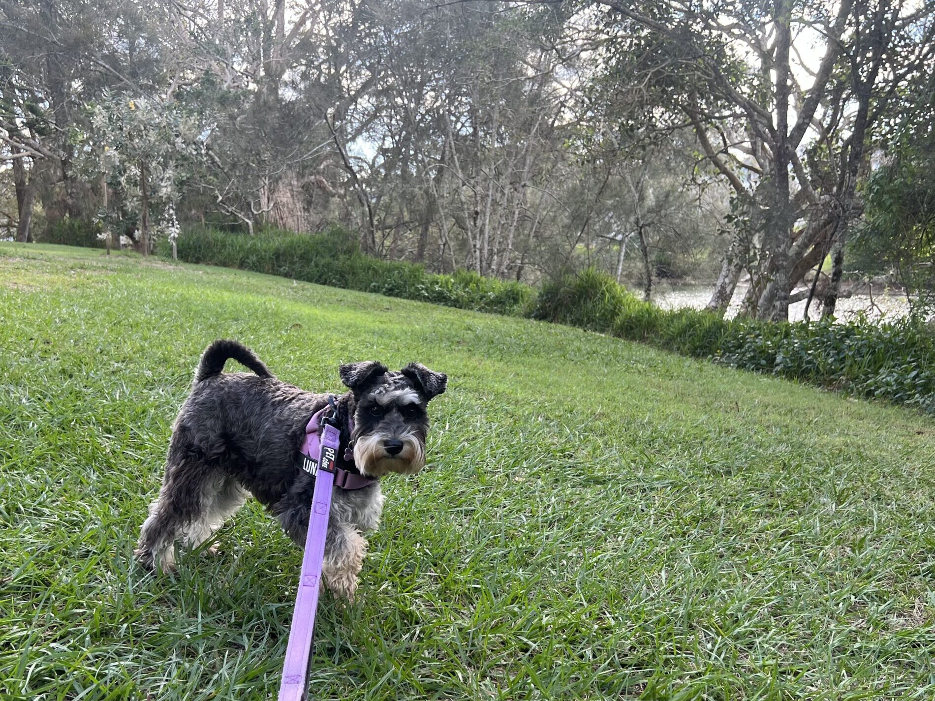 Ruff Ruff Reviews - Kingsford Smith Parade Foreshore - Luna on grass
