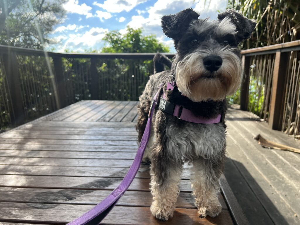 Ruff Ruff Reviews - O'Donnell Walkway, Moffat Beach, Shelly Beach, Sunshine Coast - Luna