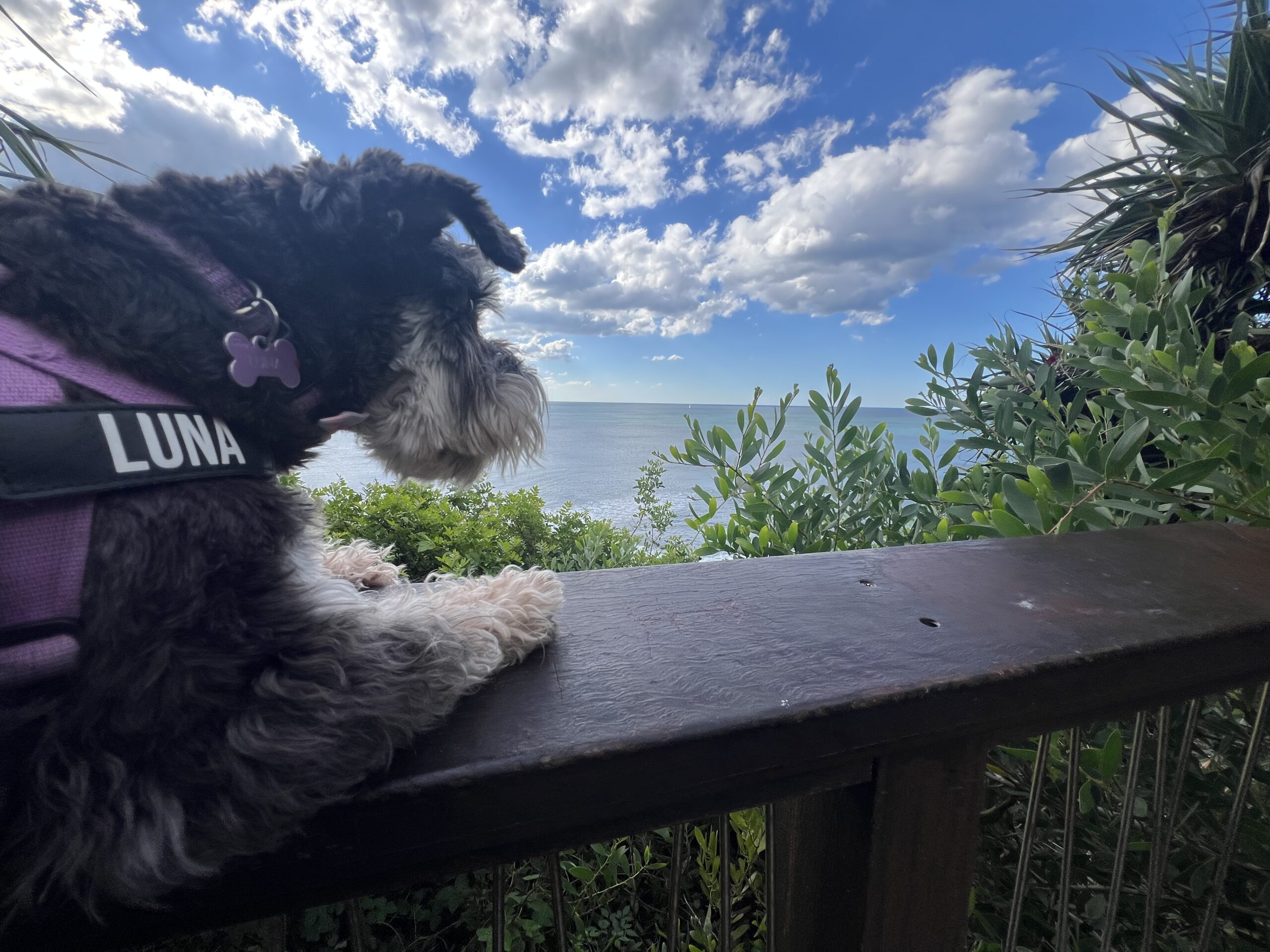 Ruff Ruff Reviews - O'Donnell Walkway, Moffat Beach, Shelly Beach, Sunshine Coast - Luna taking in views
