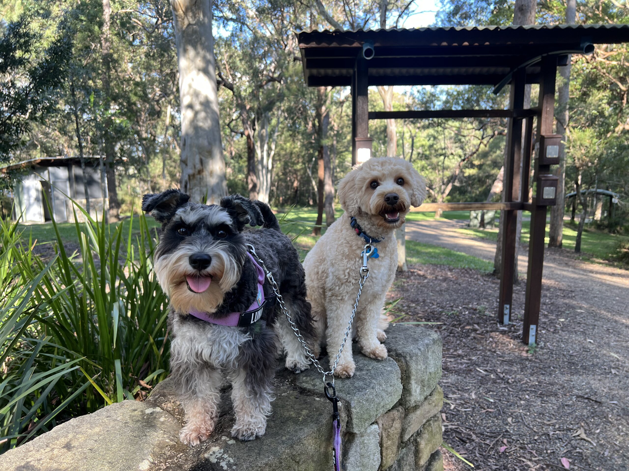 Ruff Ruff Reviews - Ben Bennet Bushland Park, Caloundra - Ralph and Luna