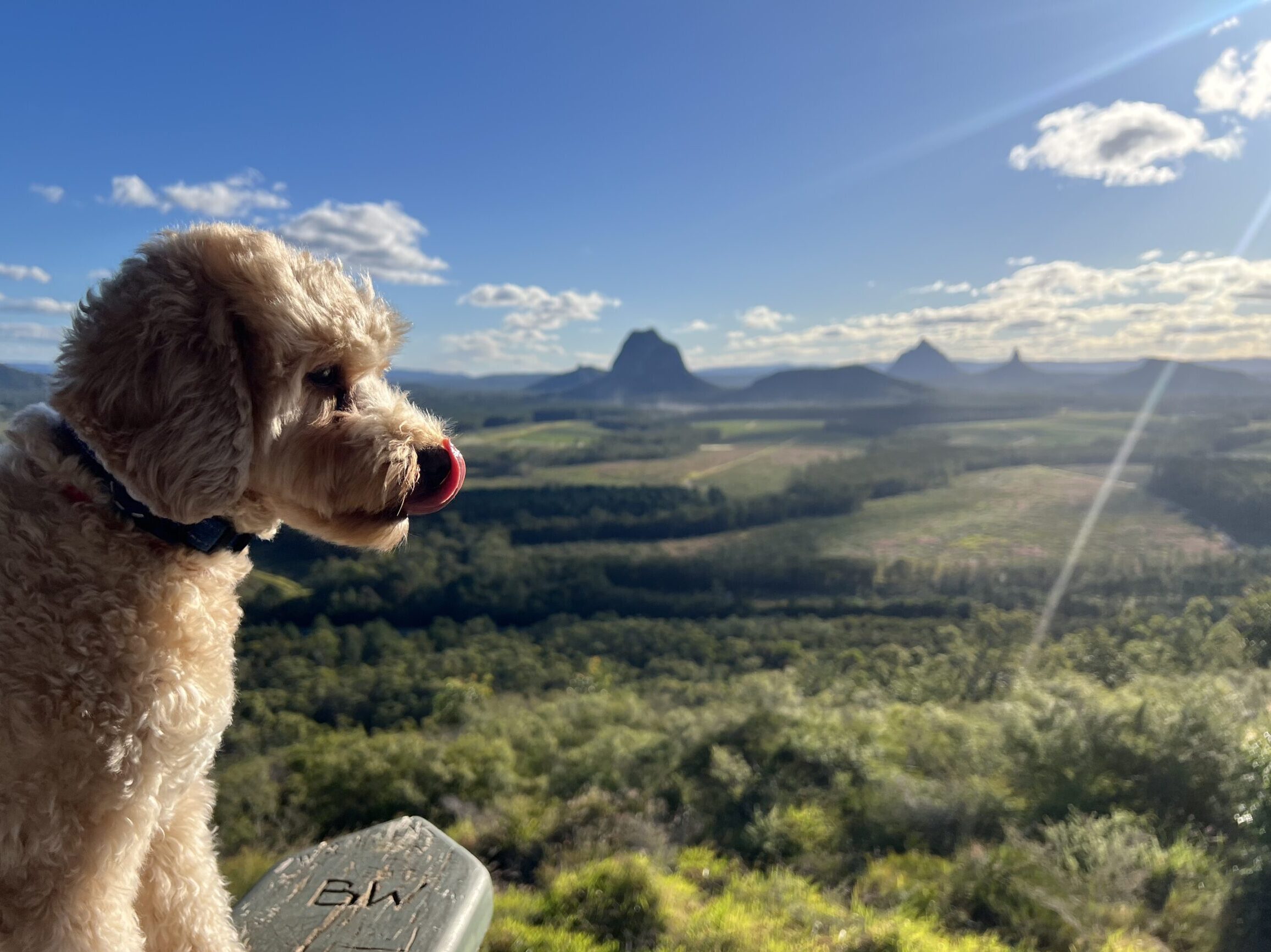 Ruff Ruff Reviews - White Horse Mountain Scenic Lookout - Coochin Creek, Glasshouse Mountains, Sunshine Coast - Ralph with Glasshouse mountain backdrop