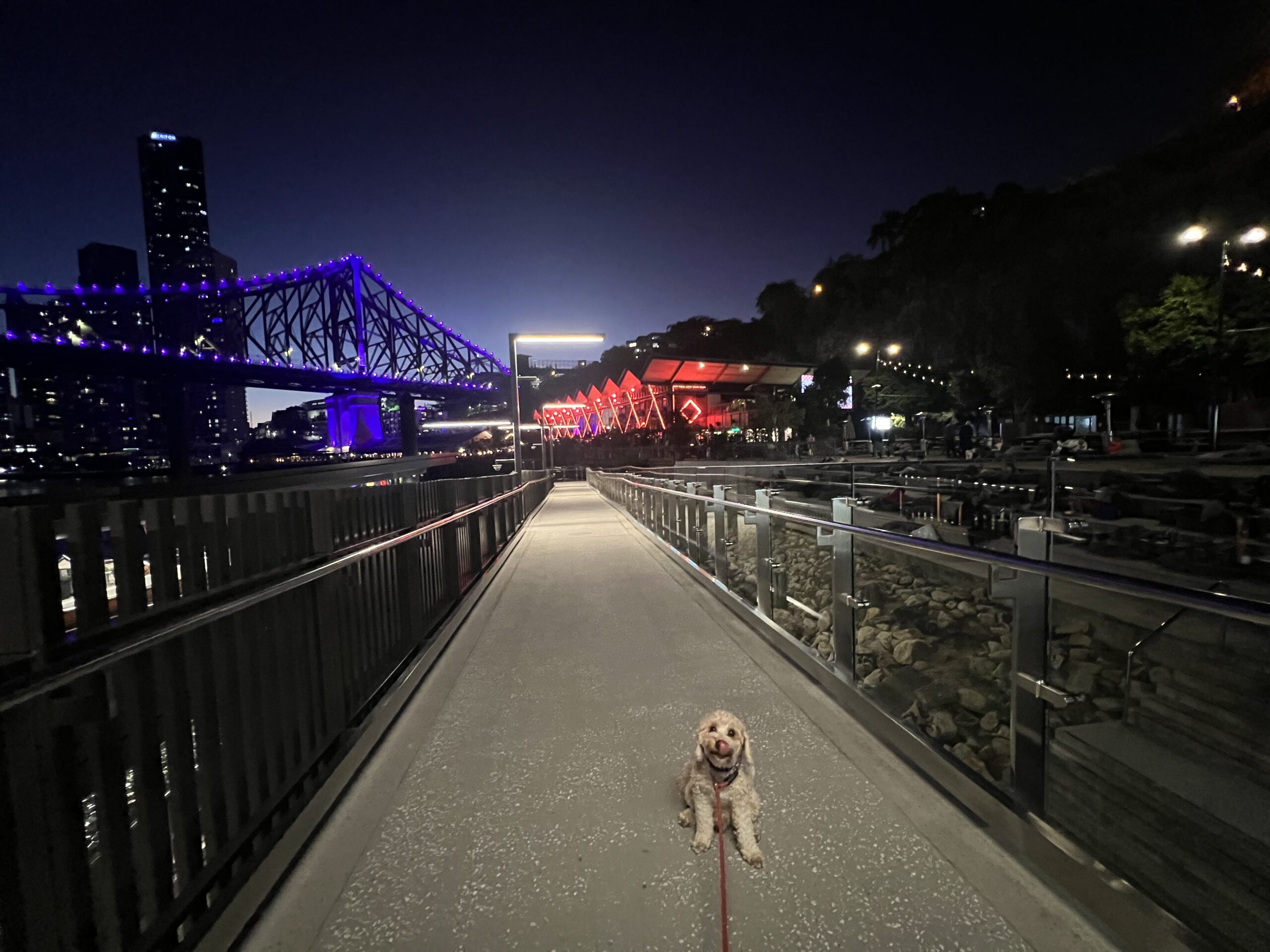 Ruff Ruff Reviews - Brisbane Riverwalk / New Riverwalk, Brisbane - Ralph with city views
