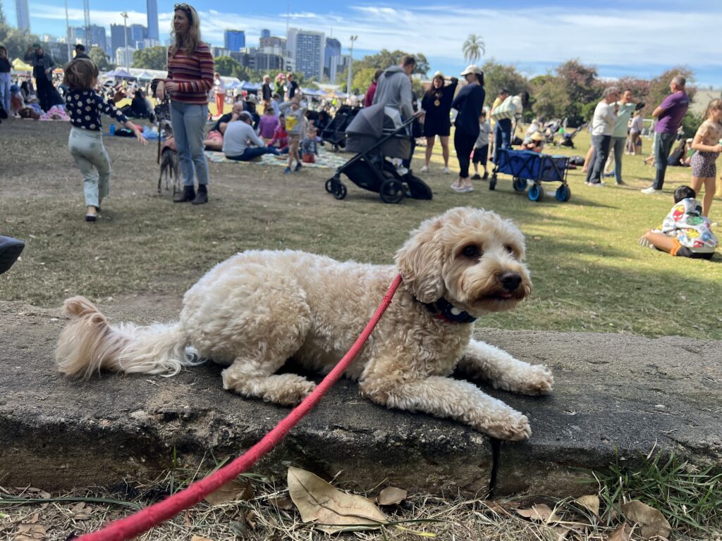 Ruff Ruff Reviews - West End Markets, West End, Brisbane - Ralph sitting