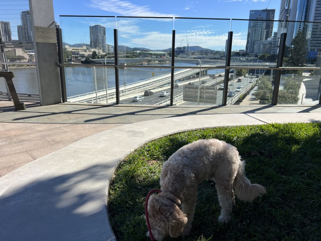 Ruff Ruff Reviews - The Neville Bonner Bridge, Southbank and Queens Wharf, Brisbane River - Ralph inspecting grass