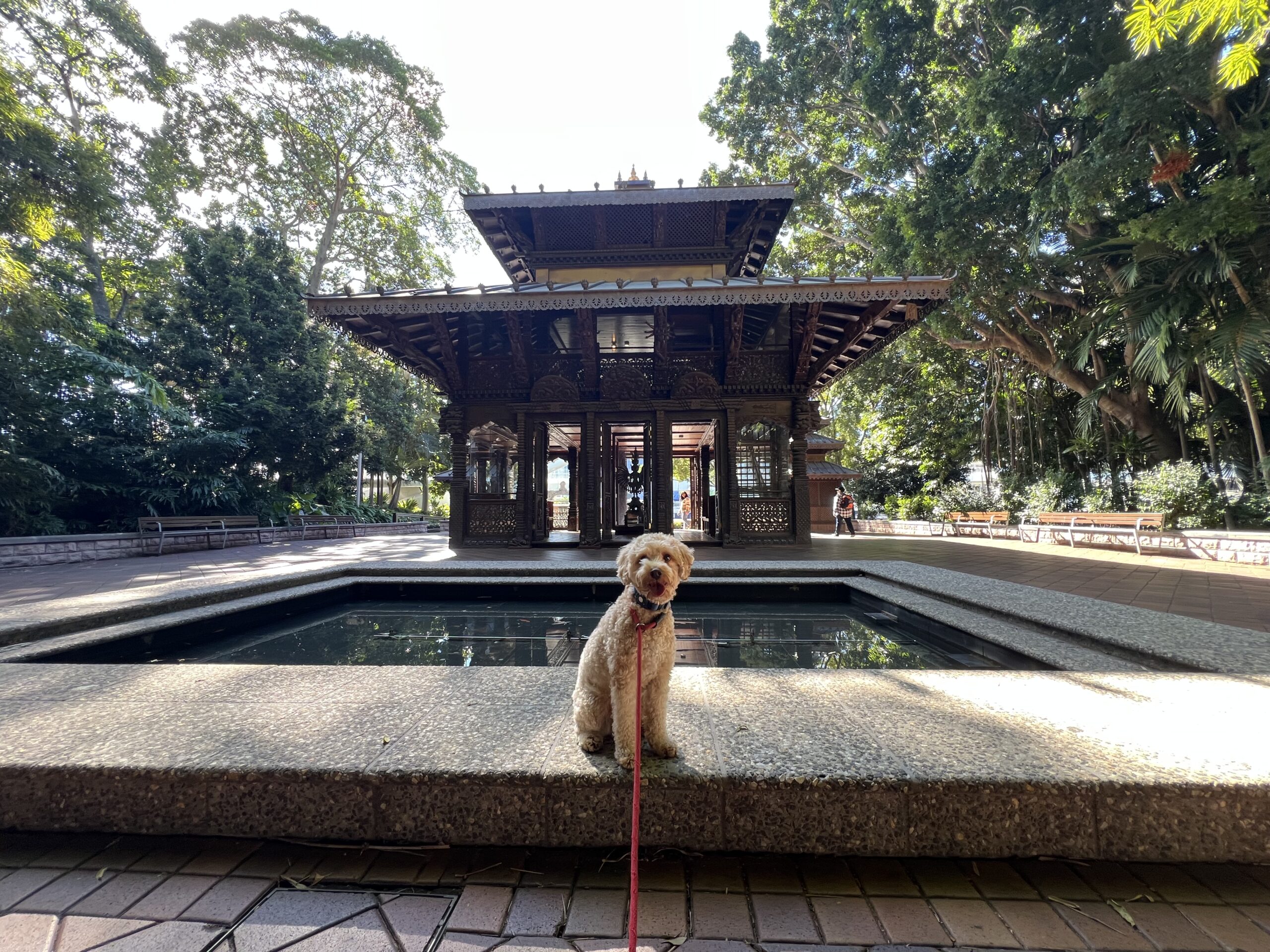 Ruff Ruff Reviews - Southbank, South Brisbane - Ralph in front of Negalese Peace Pegoda