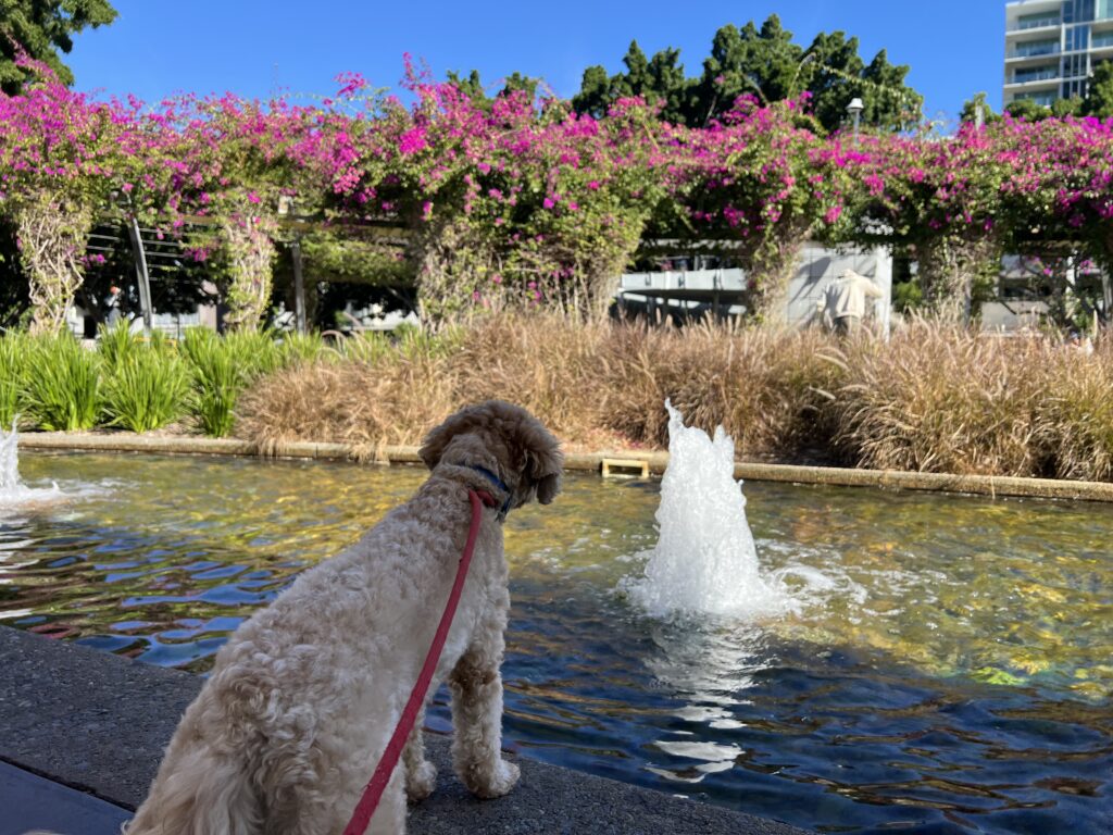 Ruff Ruff Reviews - Southbank, South Brisbane - Ralph watching water fountain