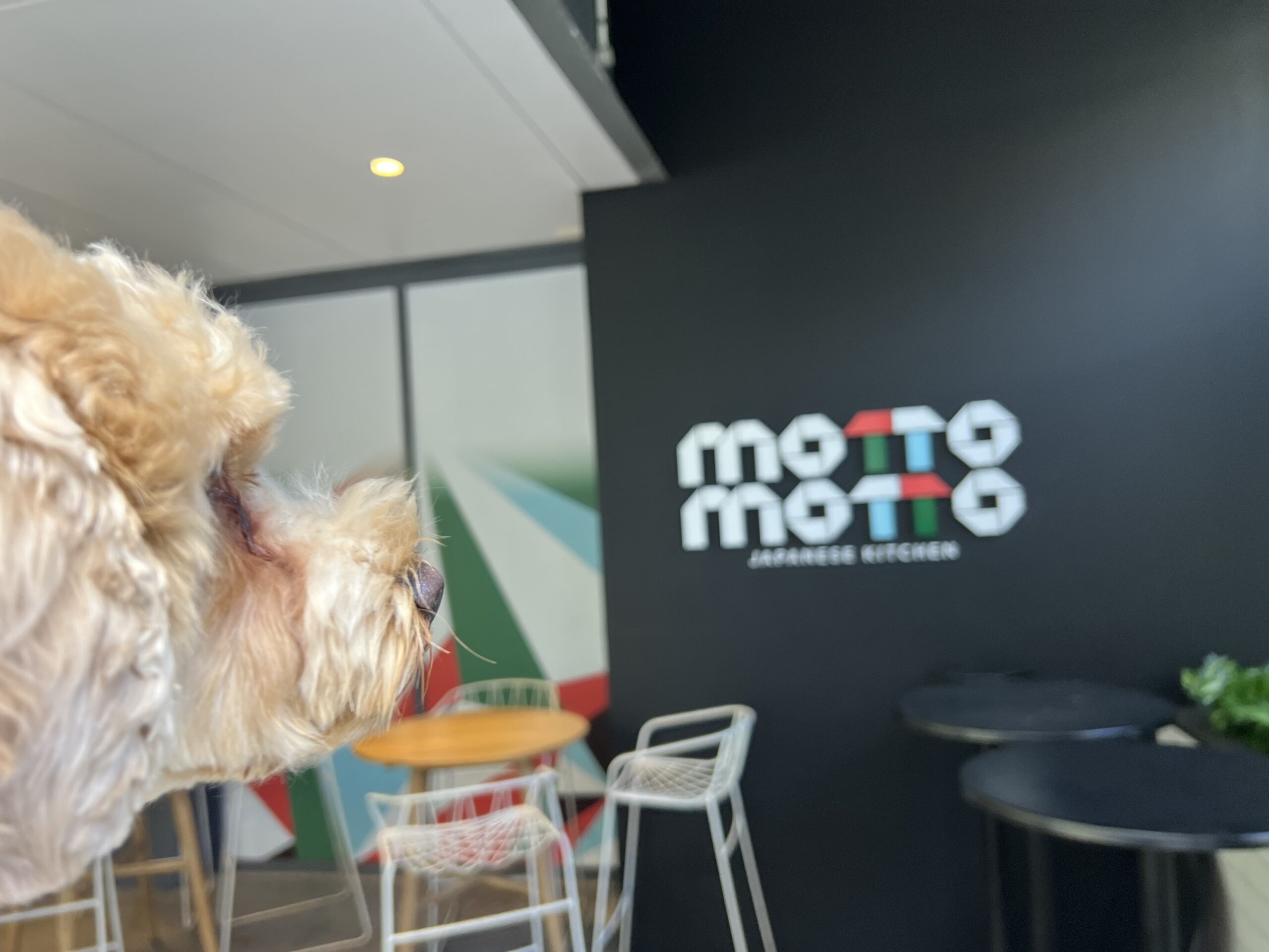 Ruff Ruff Reviews - Motto Motto, Southbank, South Brisbane - Ralph looking at sign